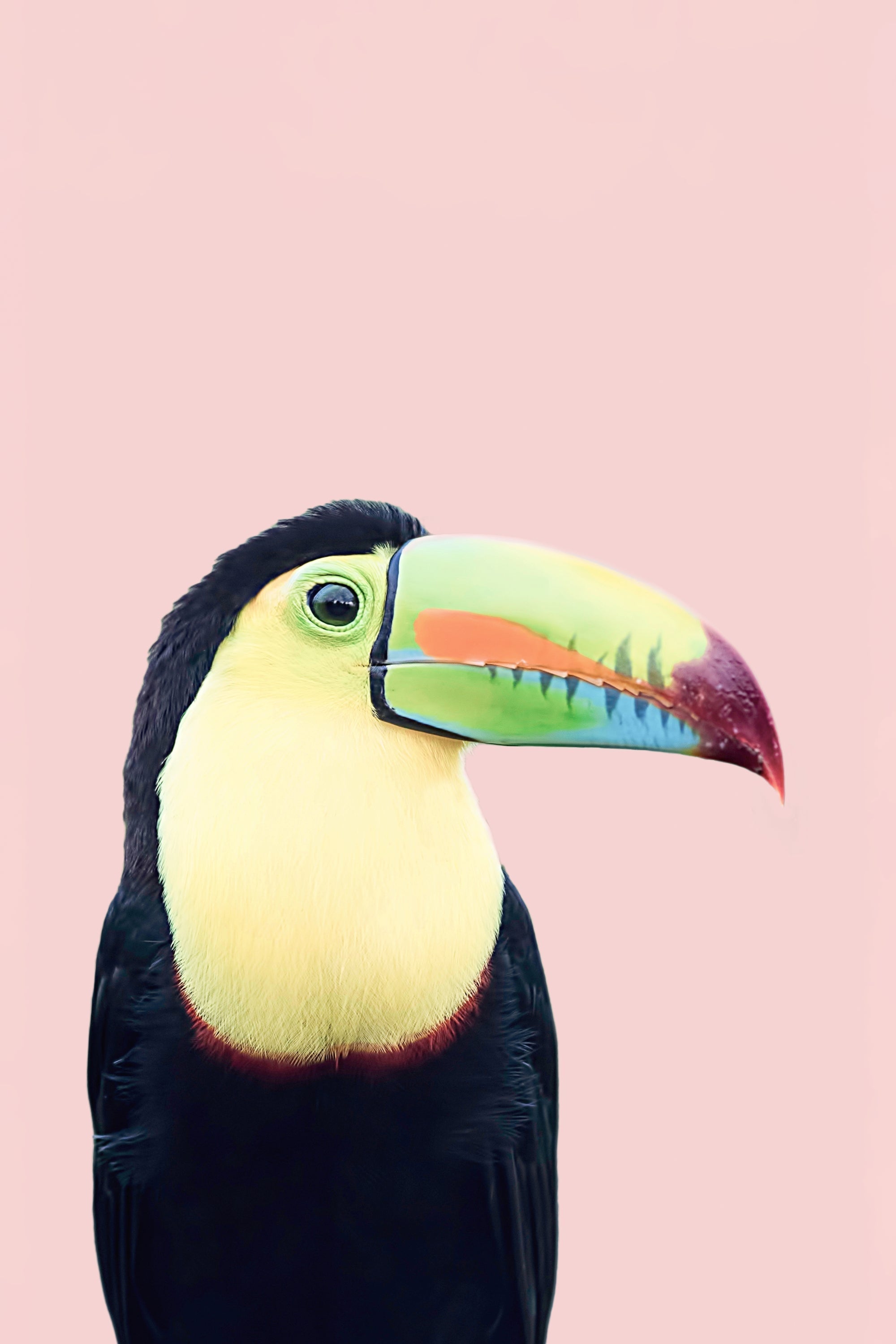 Animal Art Prints With Personality