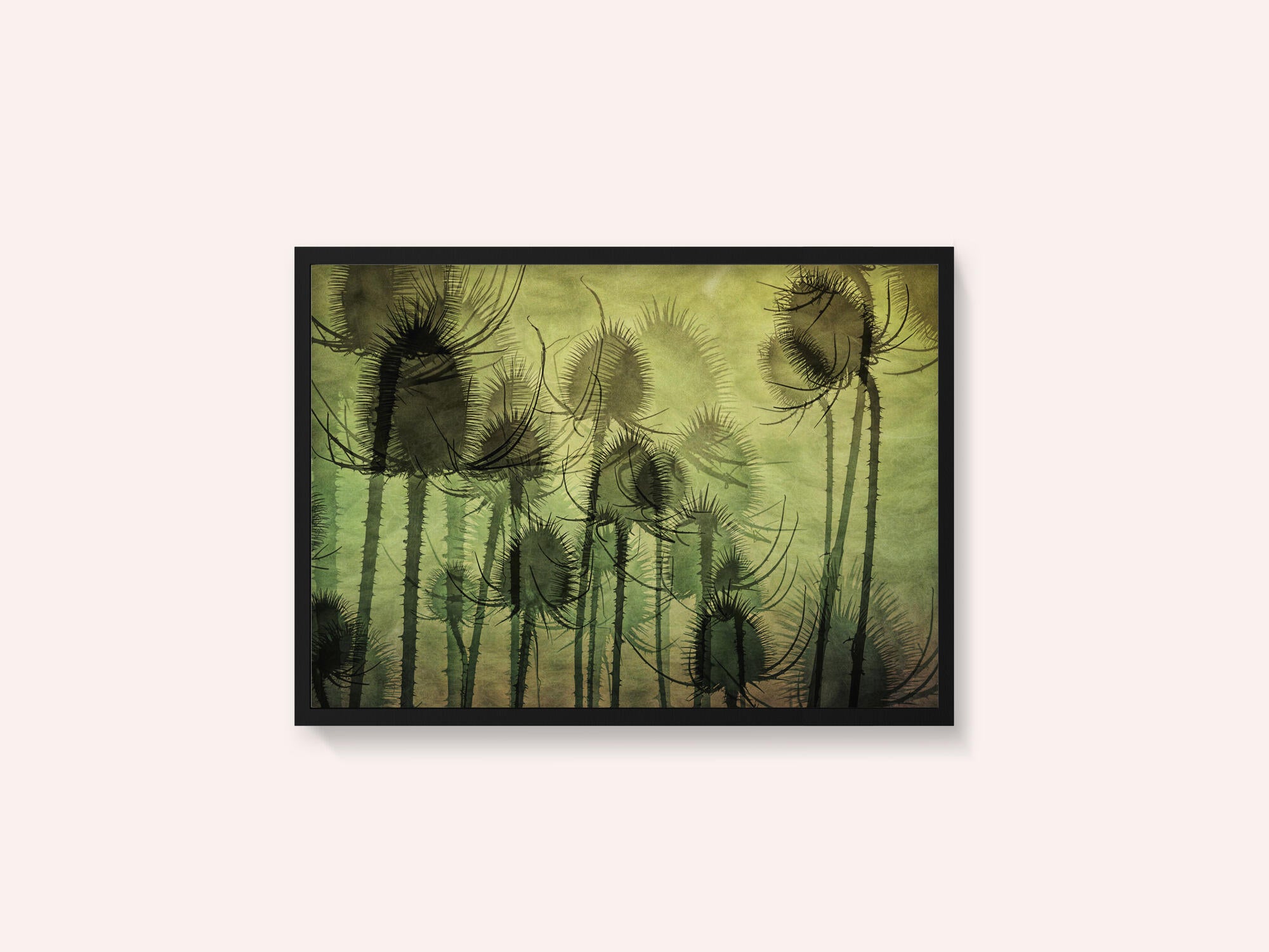 Wild Teasel