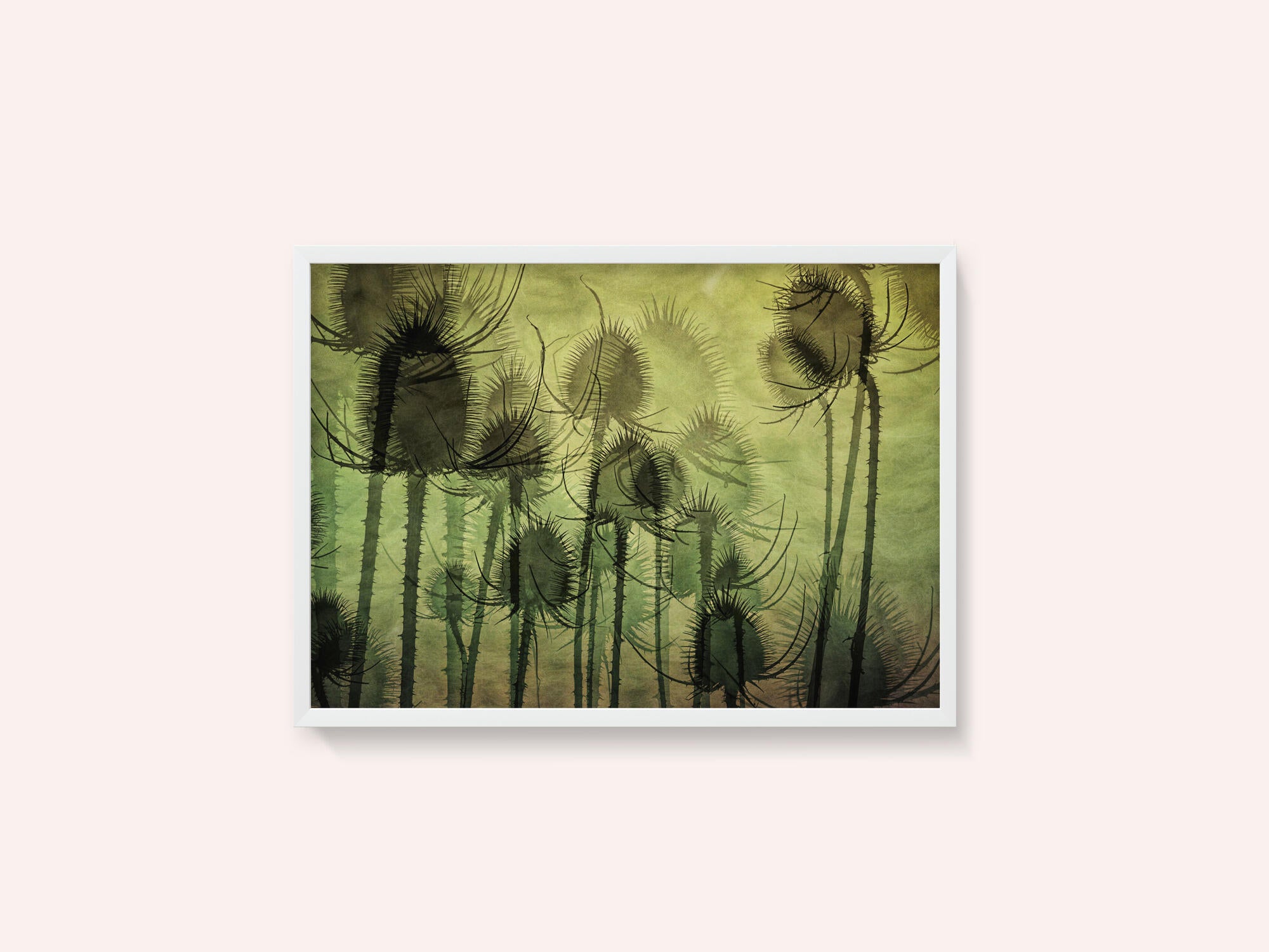 Wild Teasel