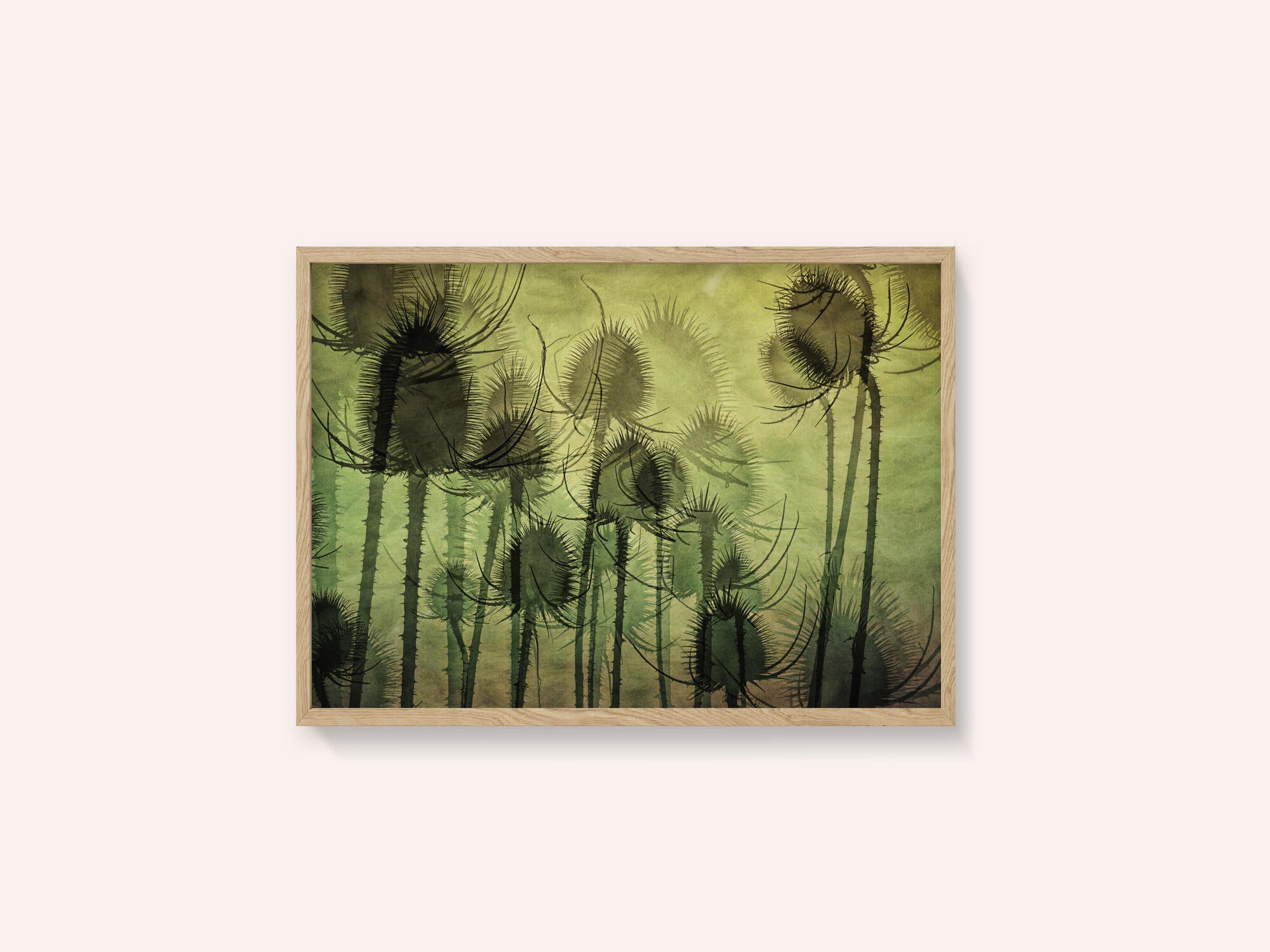 Wild Teasel
