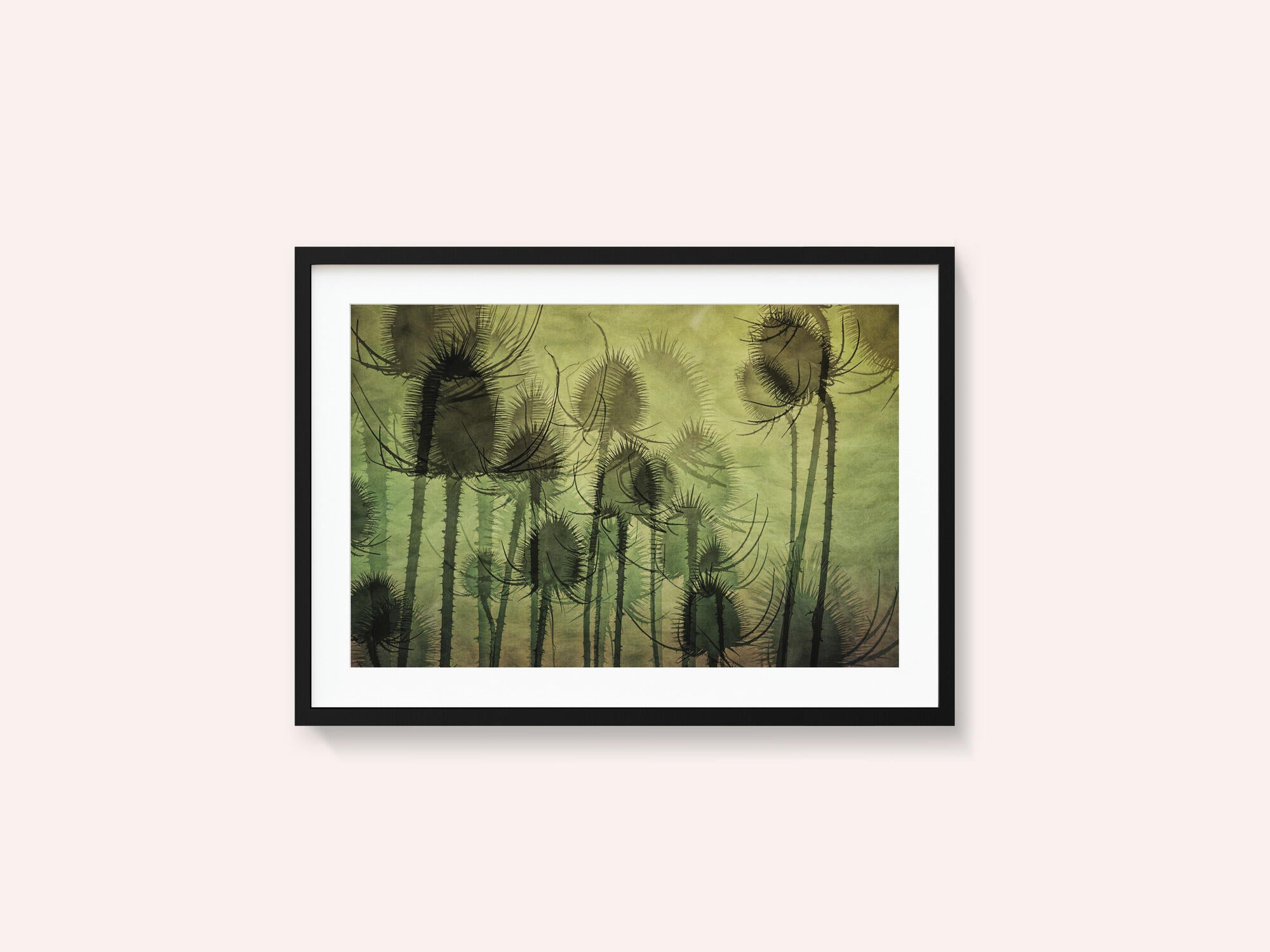 Wild Teasel