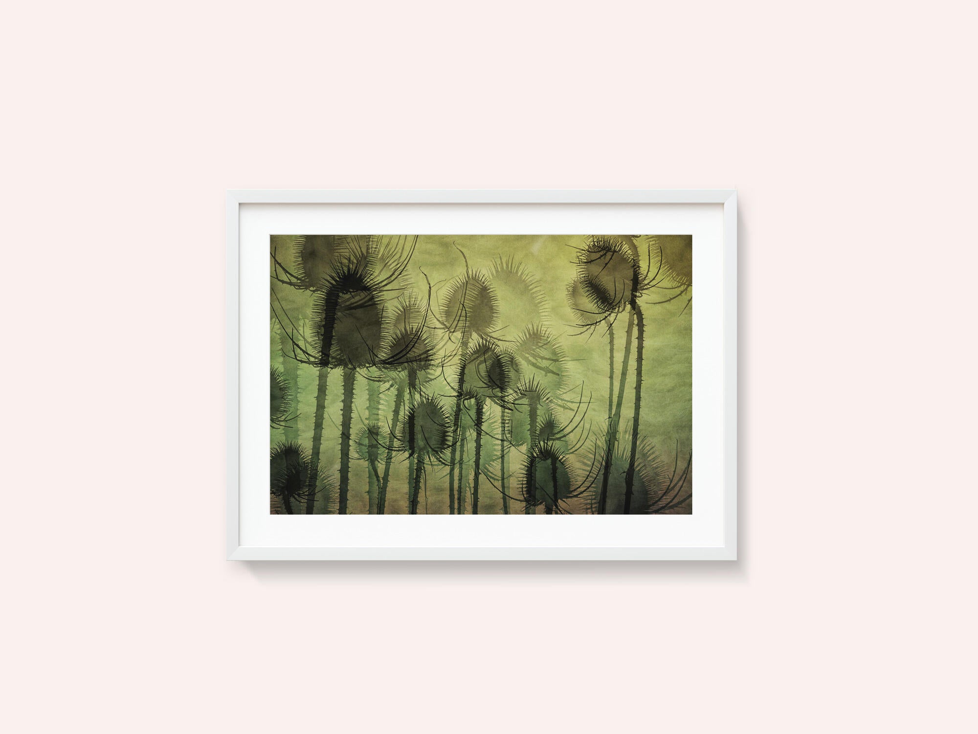 Wild Teasel