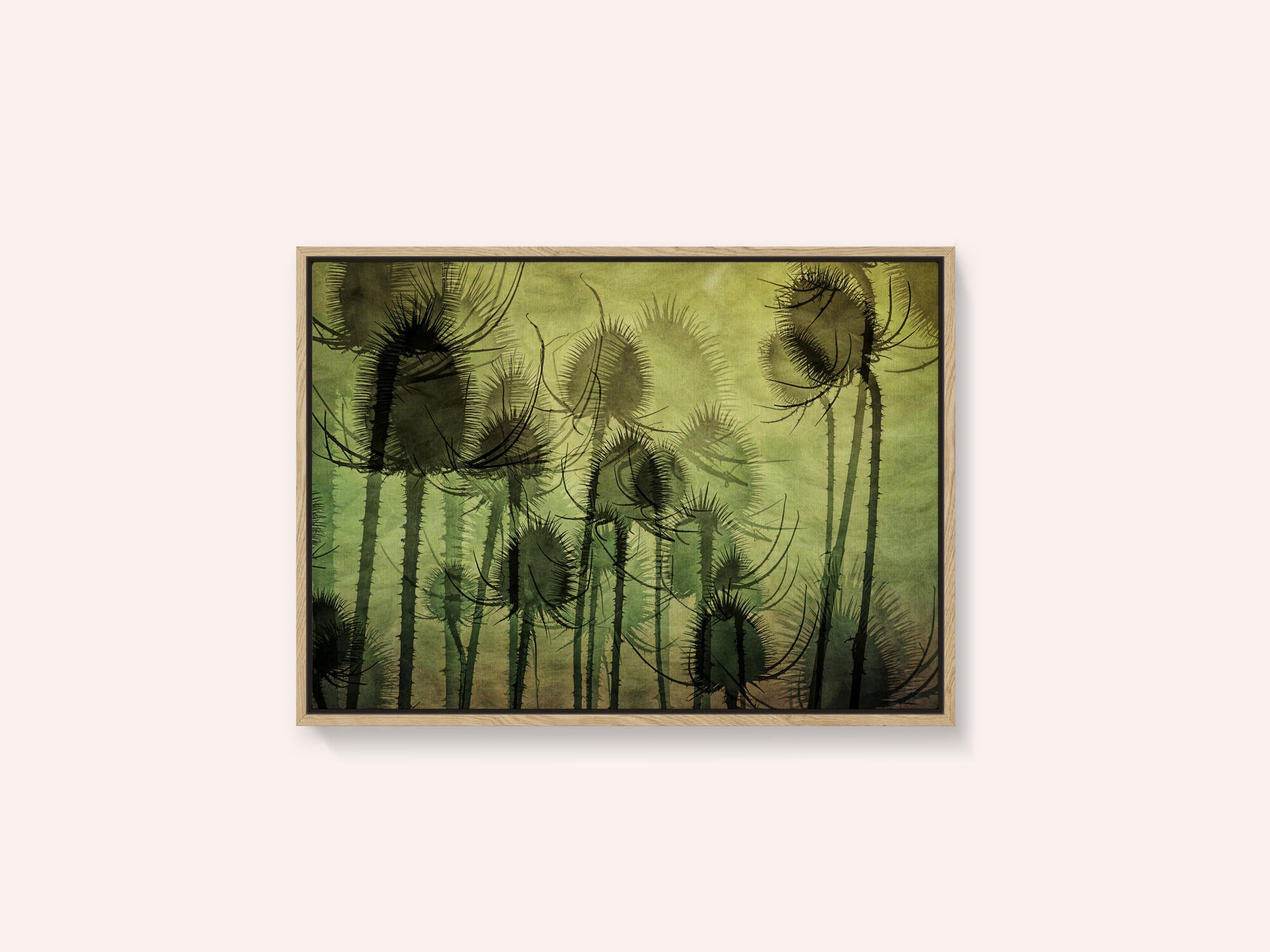 Wild Teasel