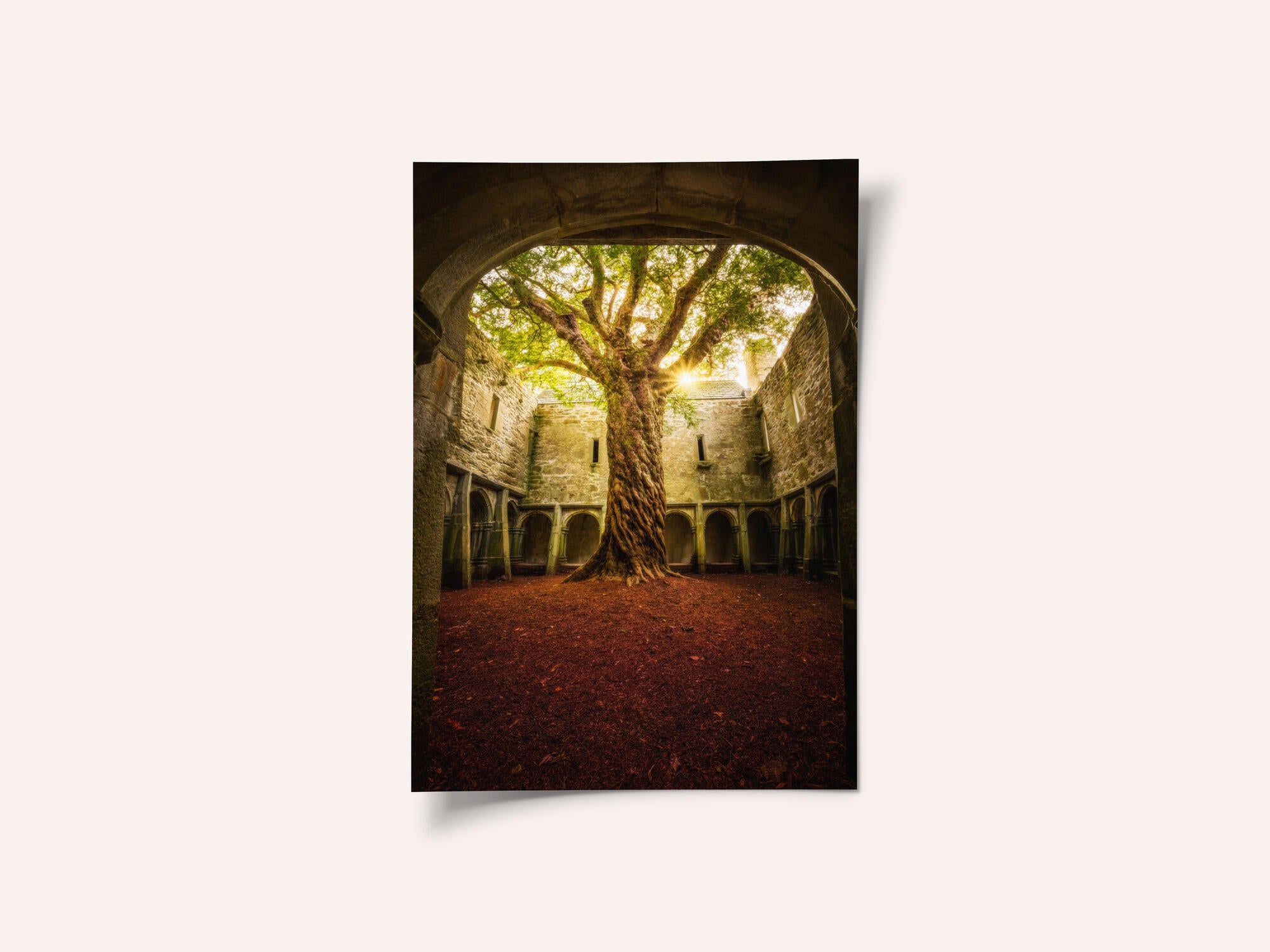 "Muckross Abbey - Tree of Life"