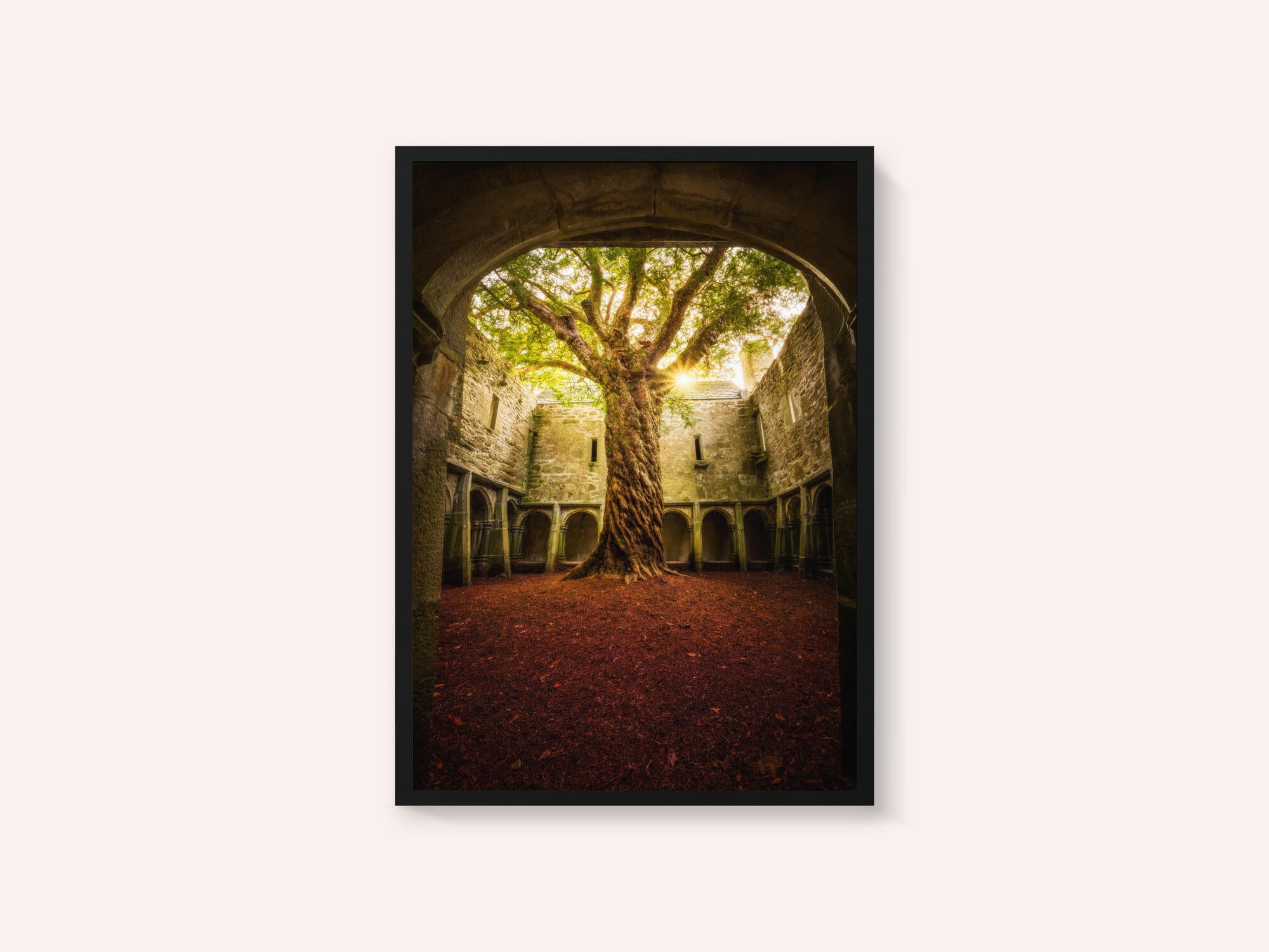 "Muckross Abbey - Tree of Life"