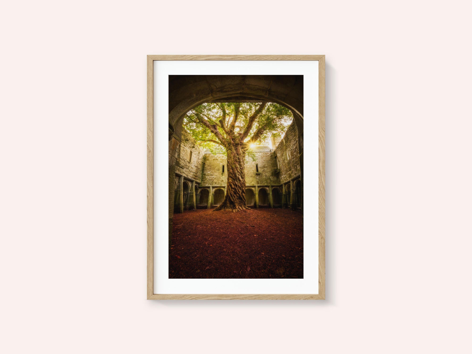 "Muckross Abbey - Tree of Life"