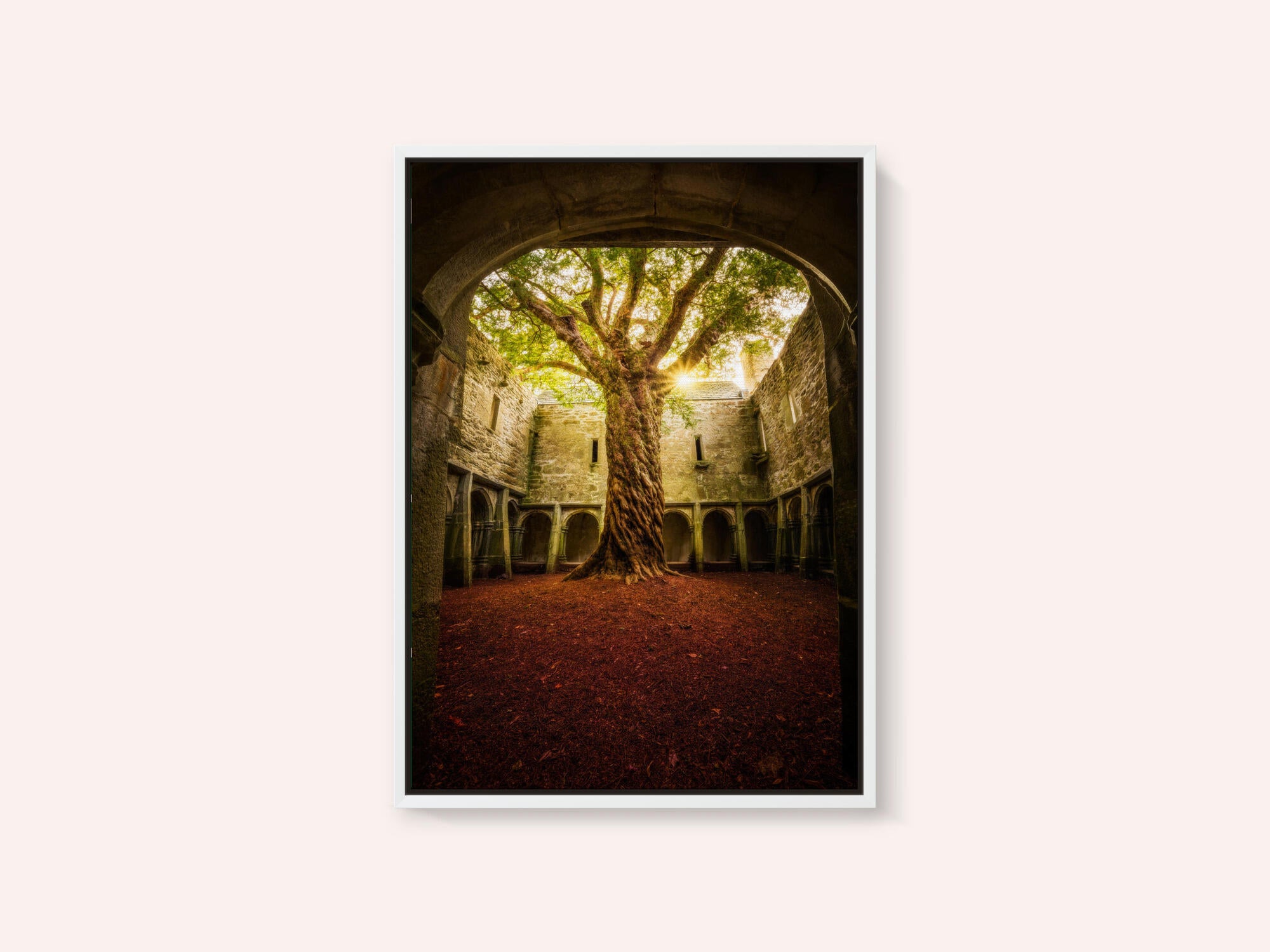 "Muckross Abbey - Tree of Life"