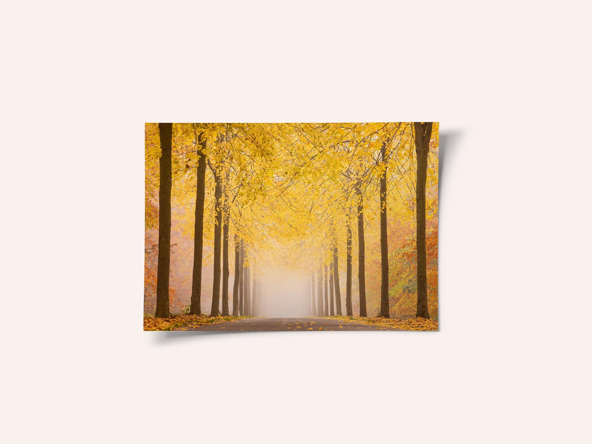 Autumn road