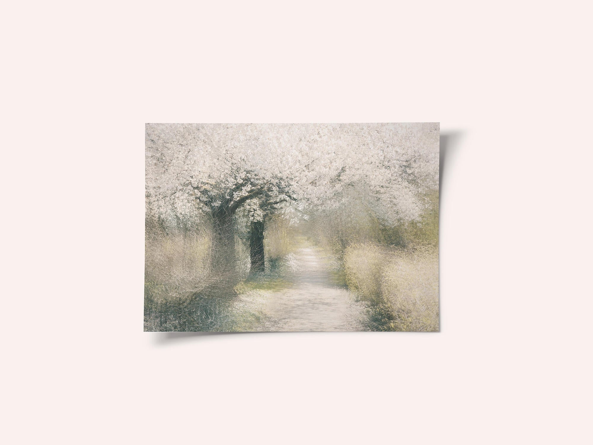 Cherry blossom