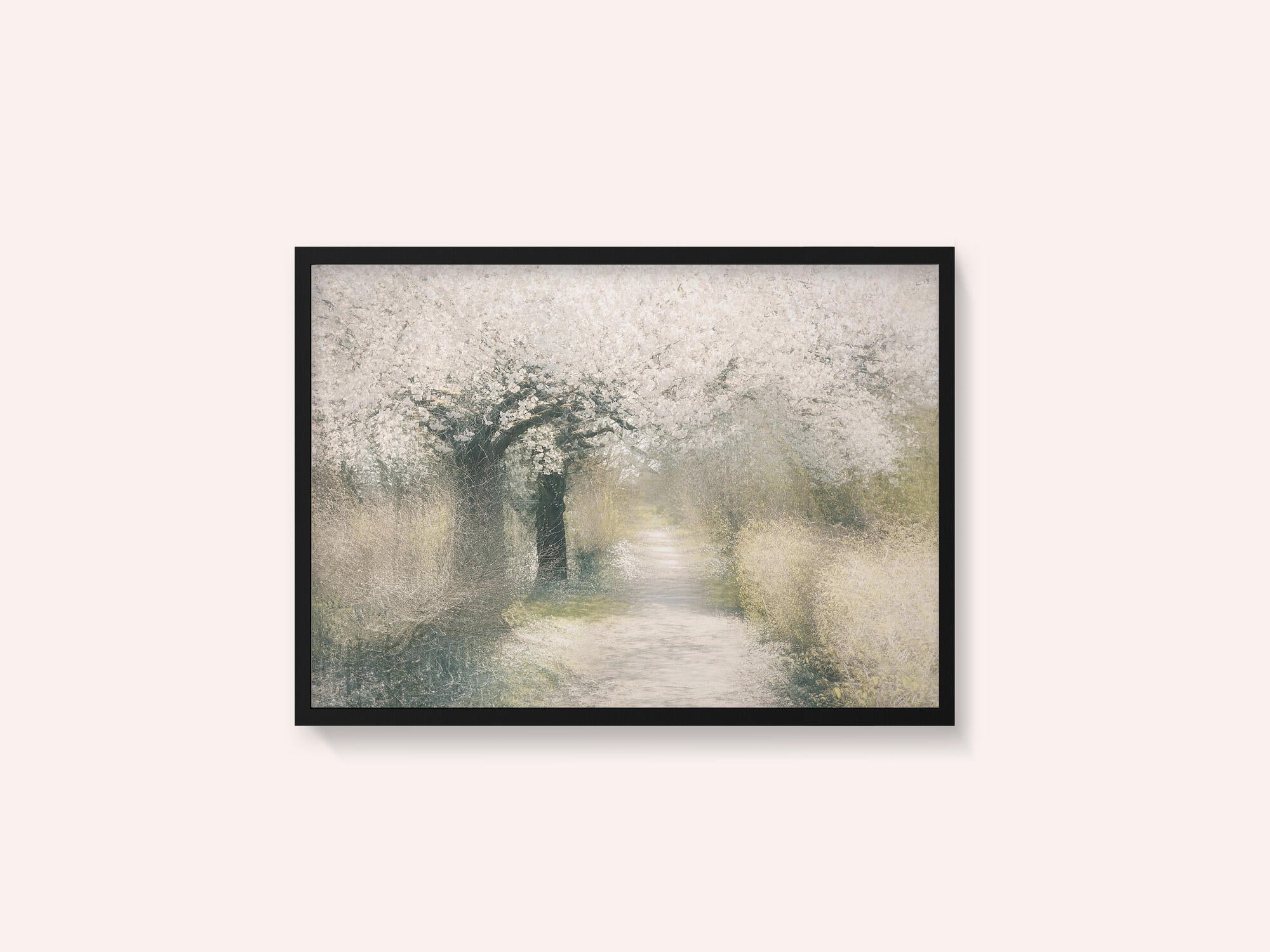 Cherry blossom