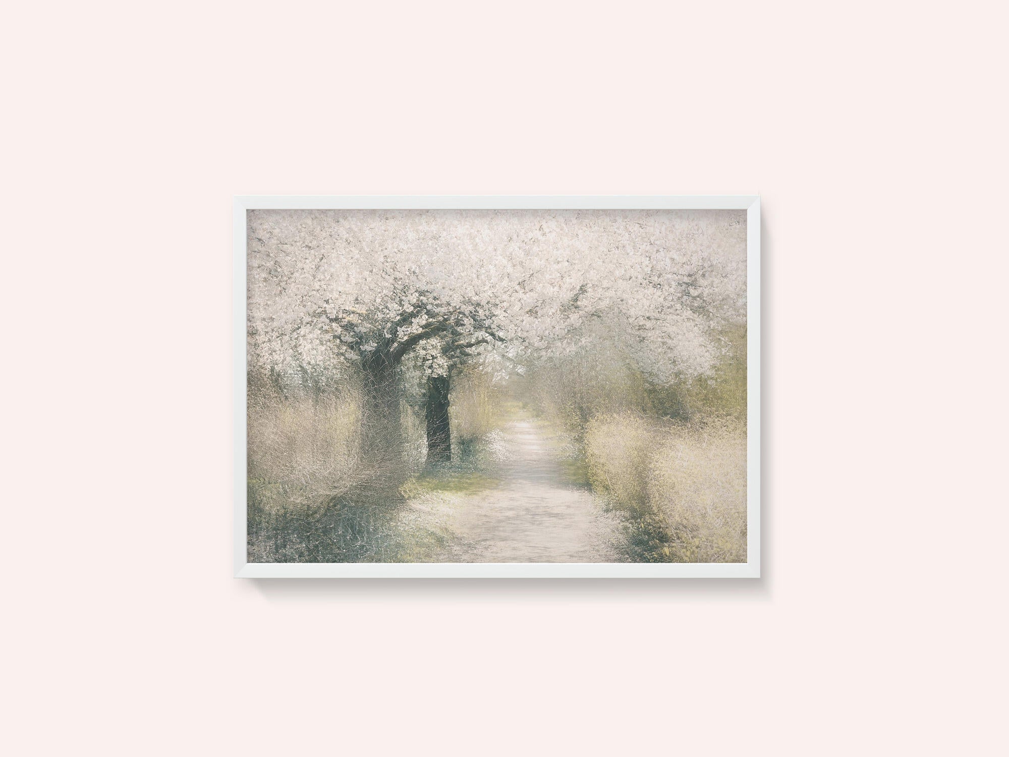 Cherry blossom