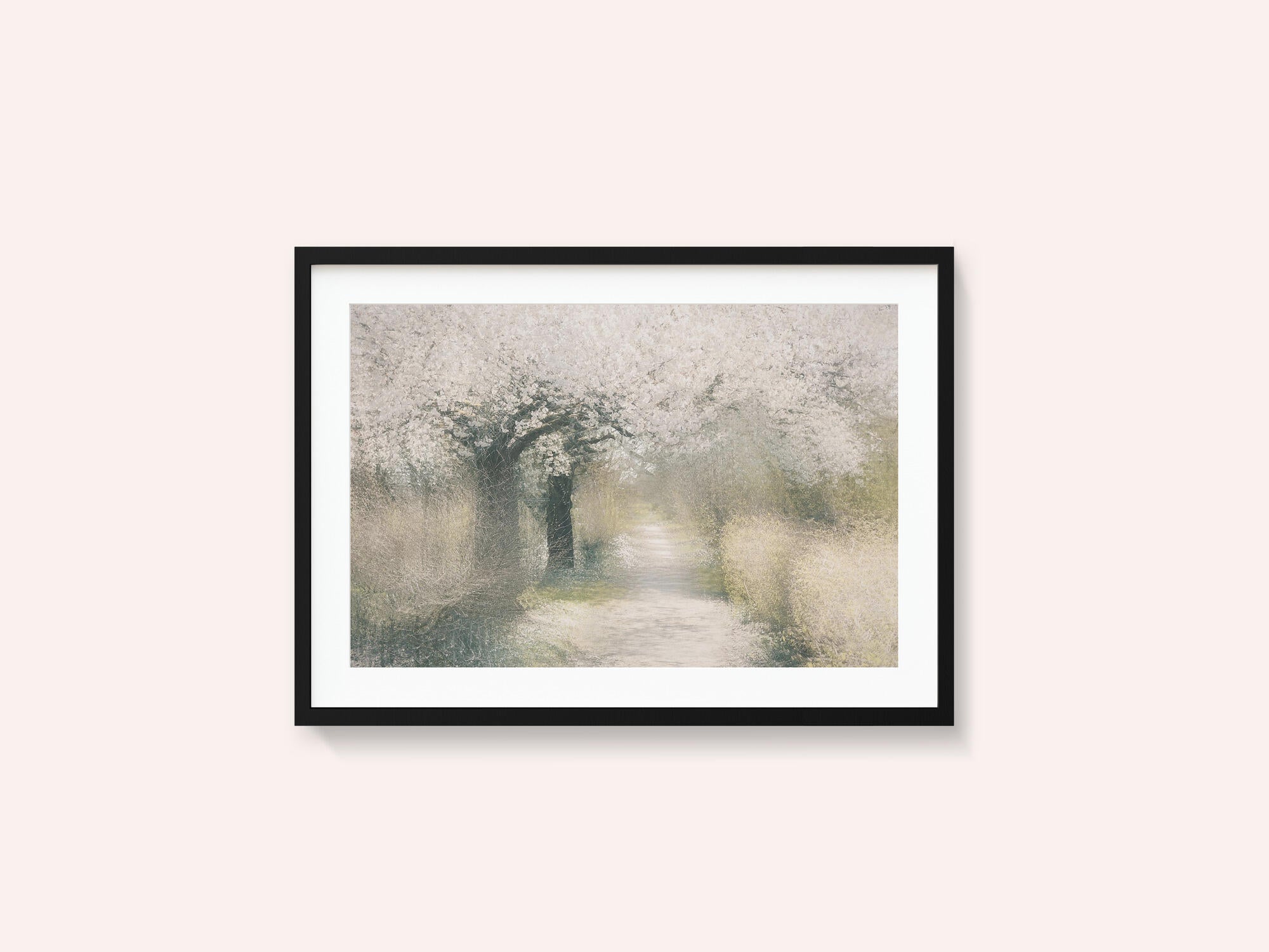 Cherry blossom