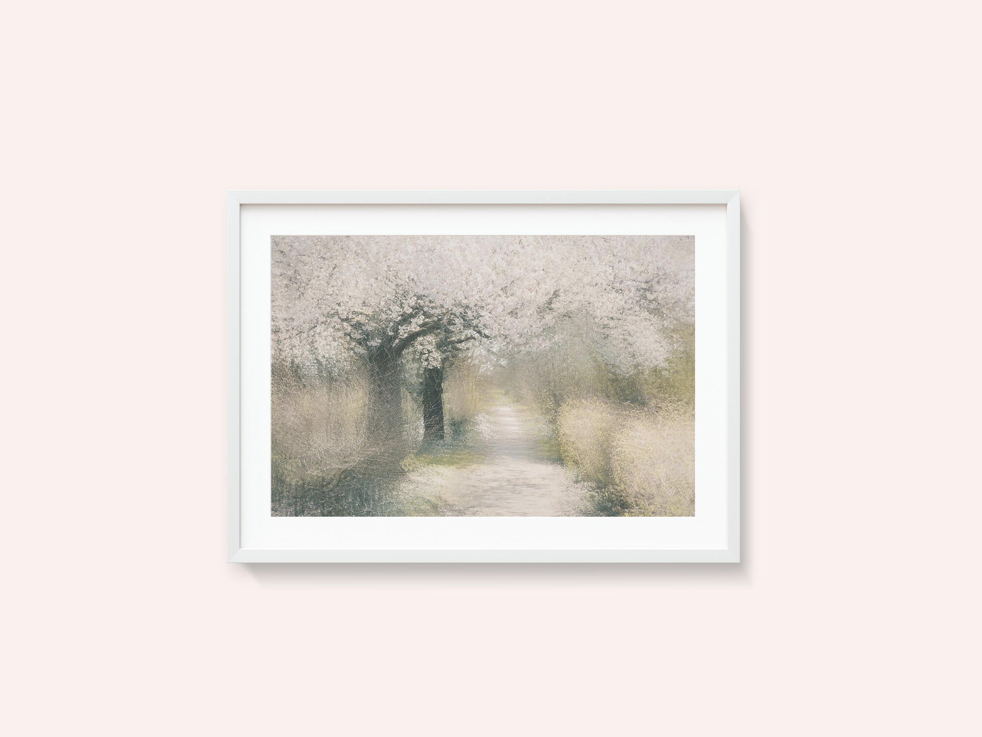 Cherry blossom