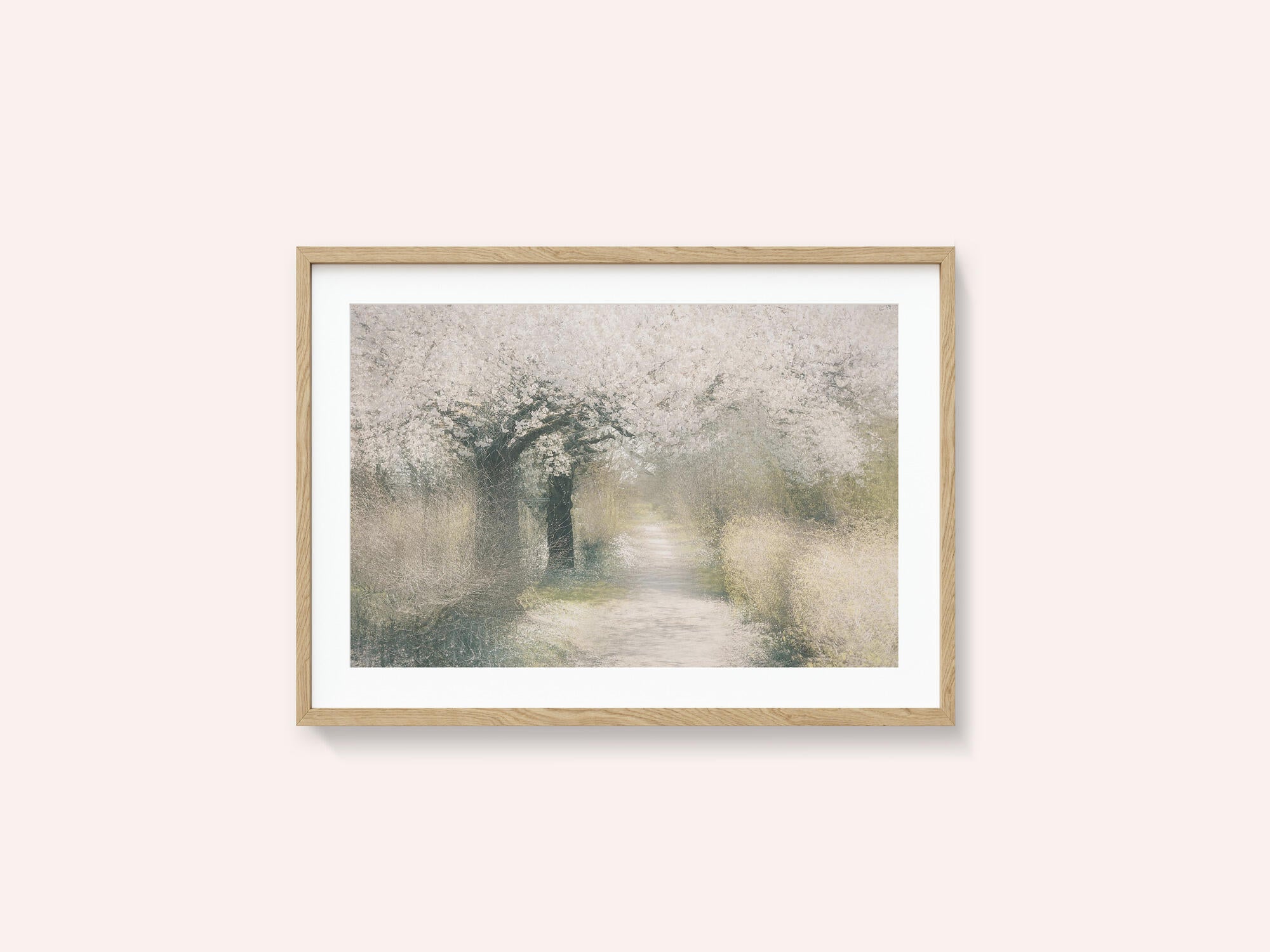 Cherry blossom