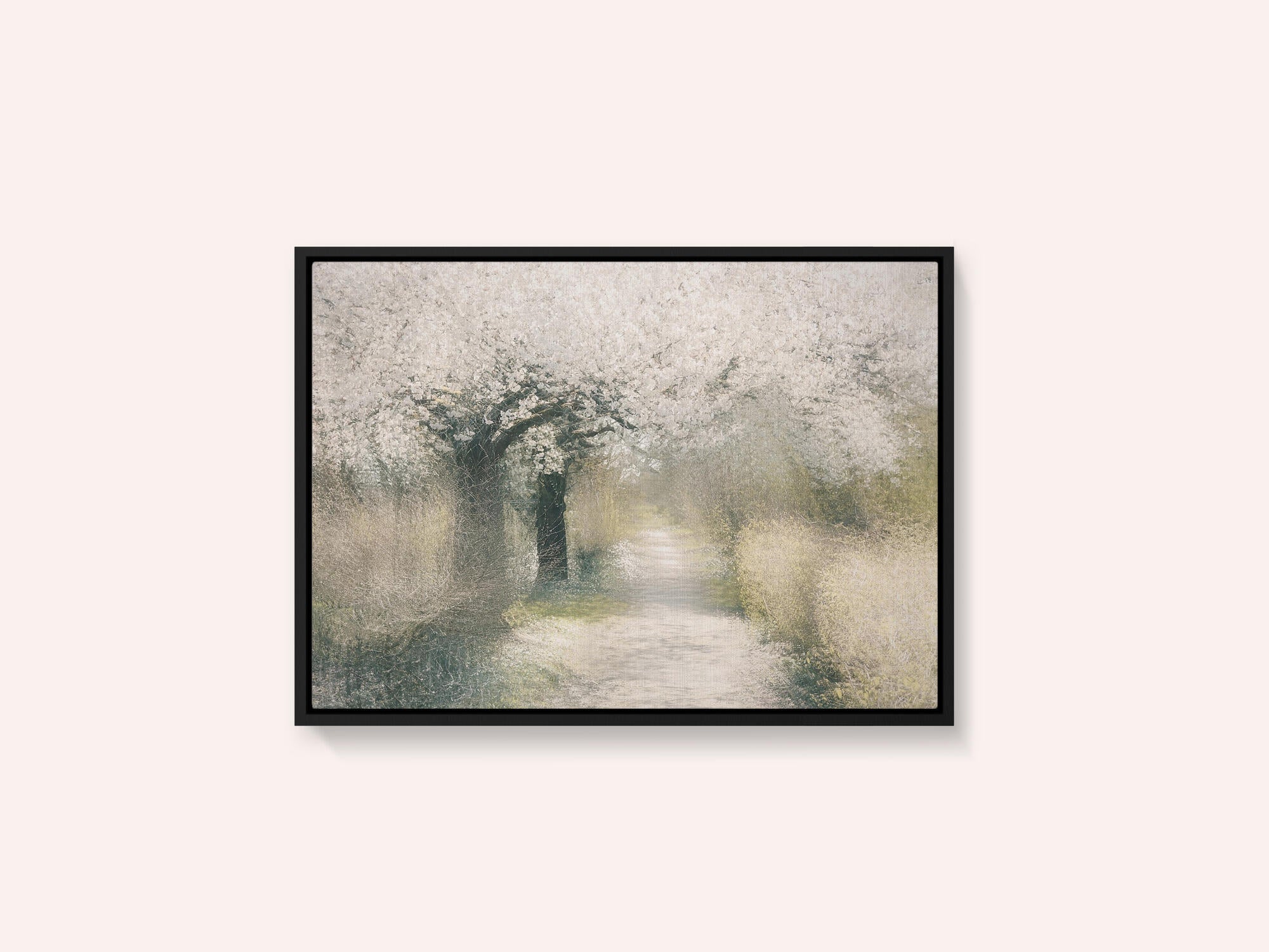 Cherry blossom