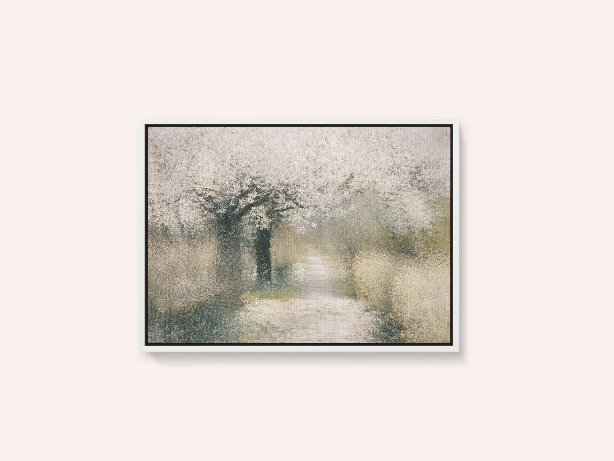 Cherry blossom