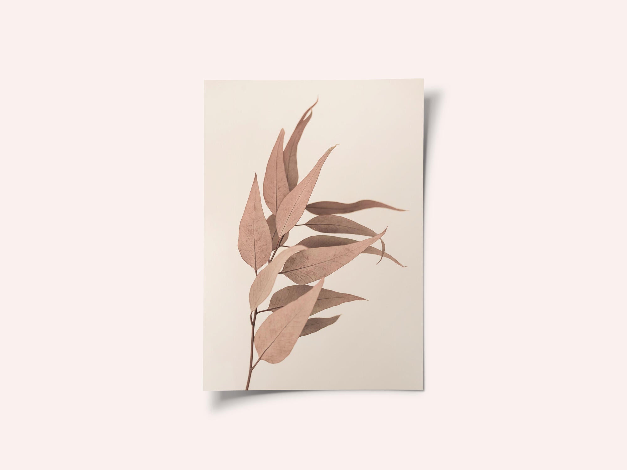 Dried Eucalyptus