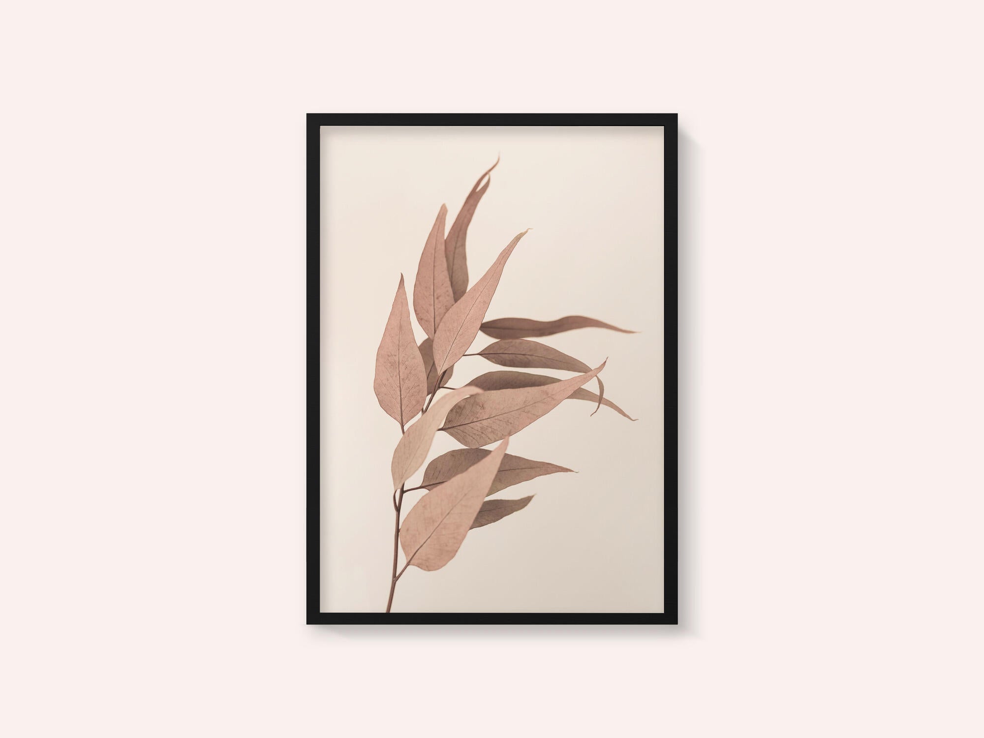 Dried Eucalyptus