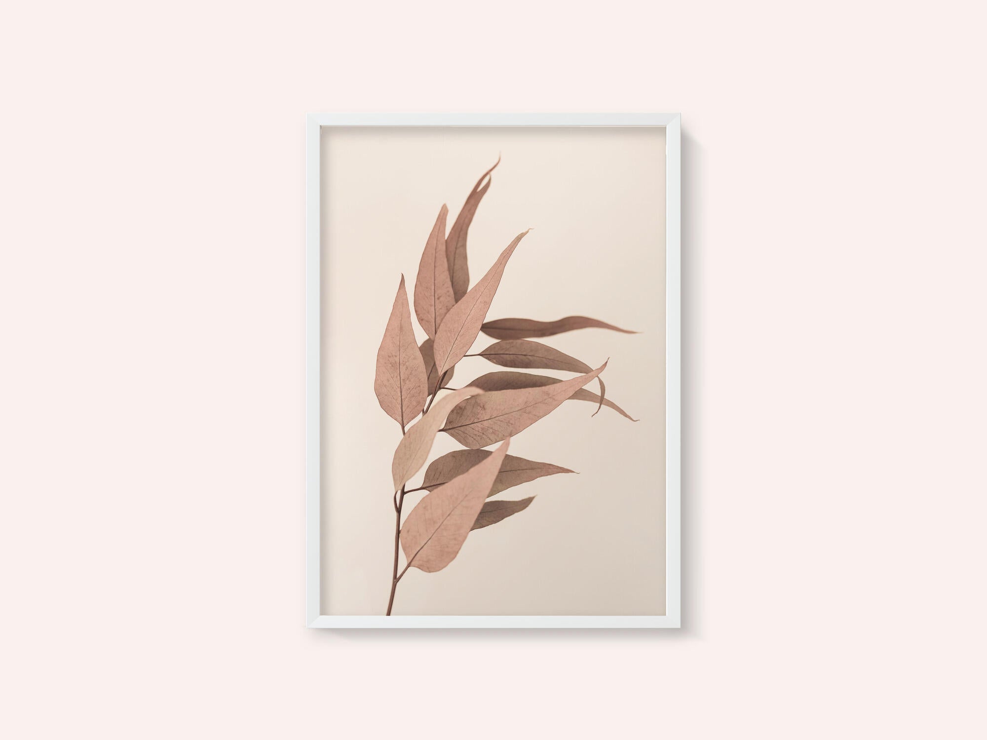 Dried Eucalyptus