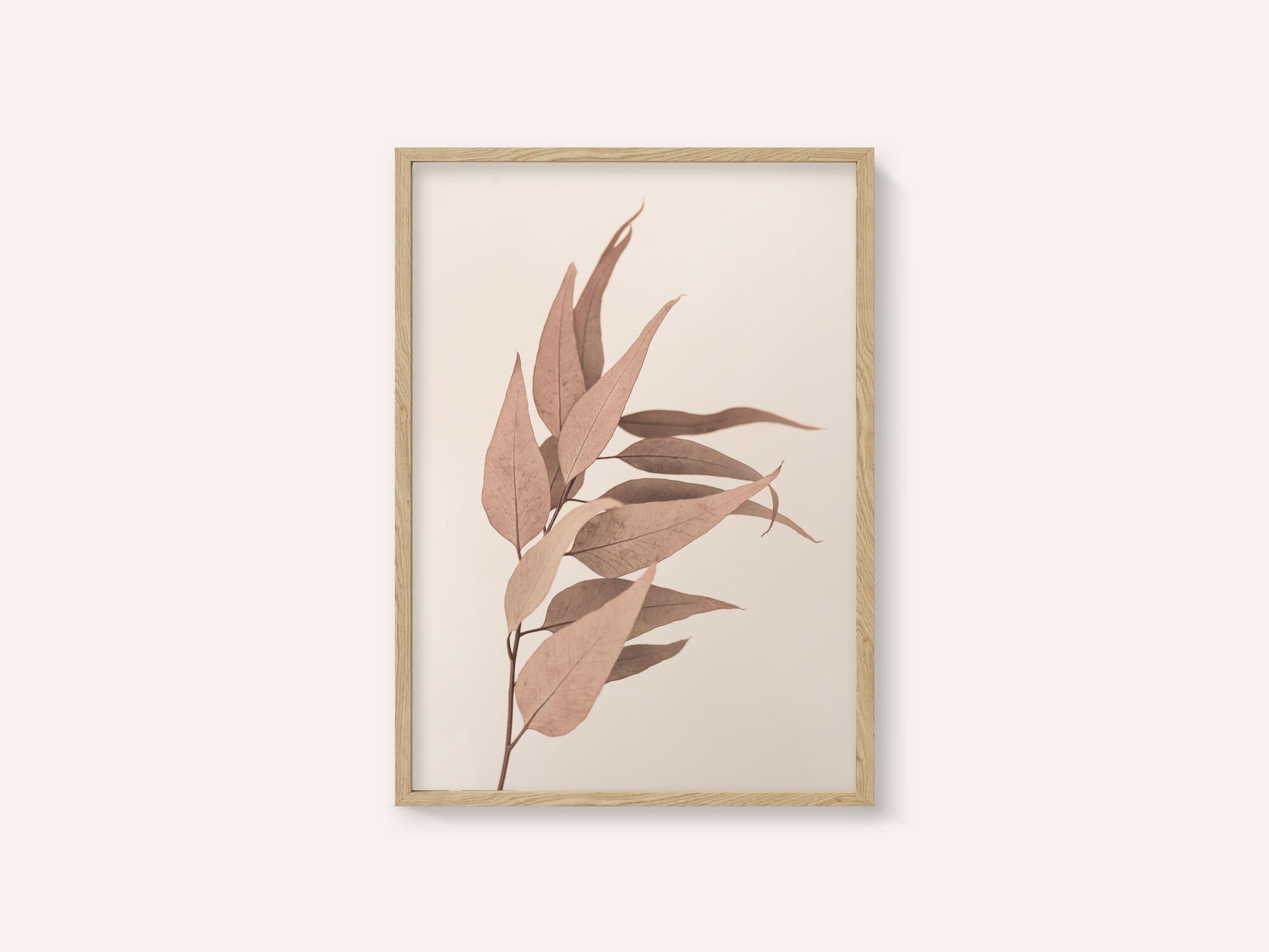 Dried Eucalyptus