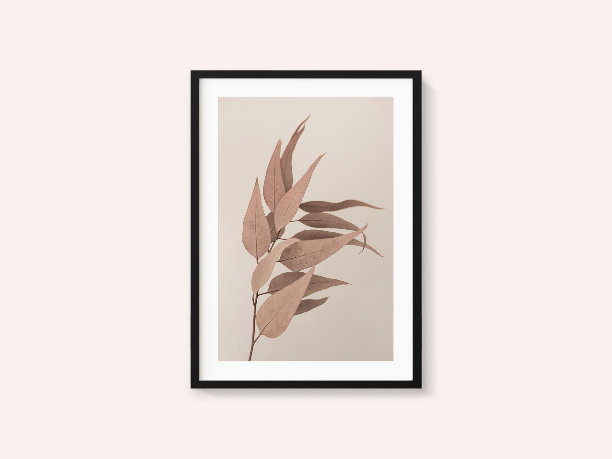 Dried Eucalyptus