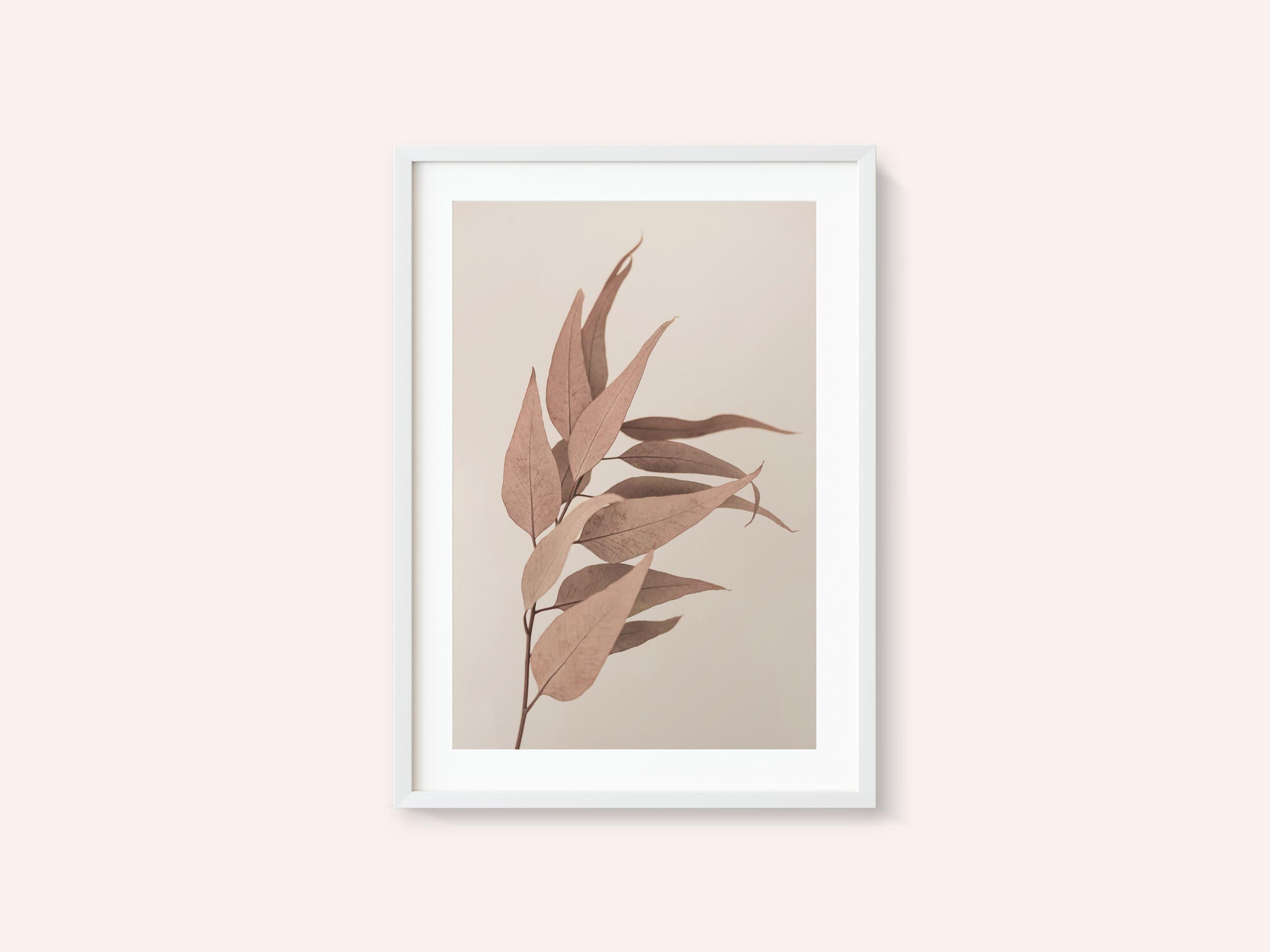 Dried Eucalyptus