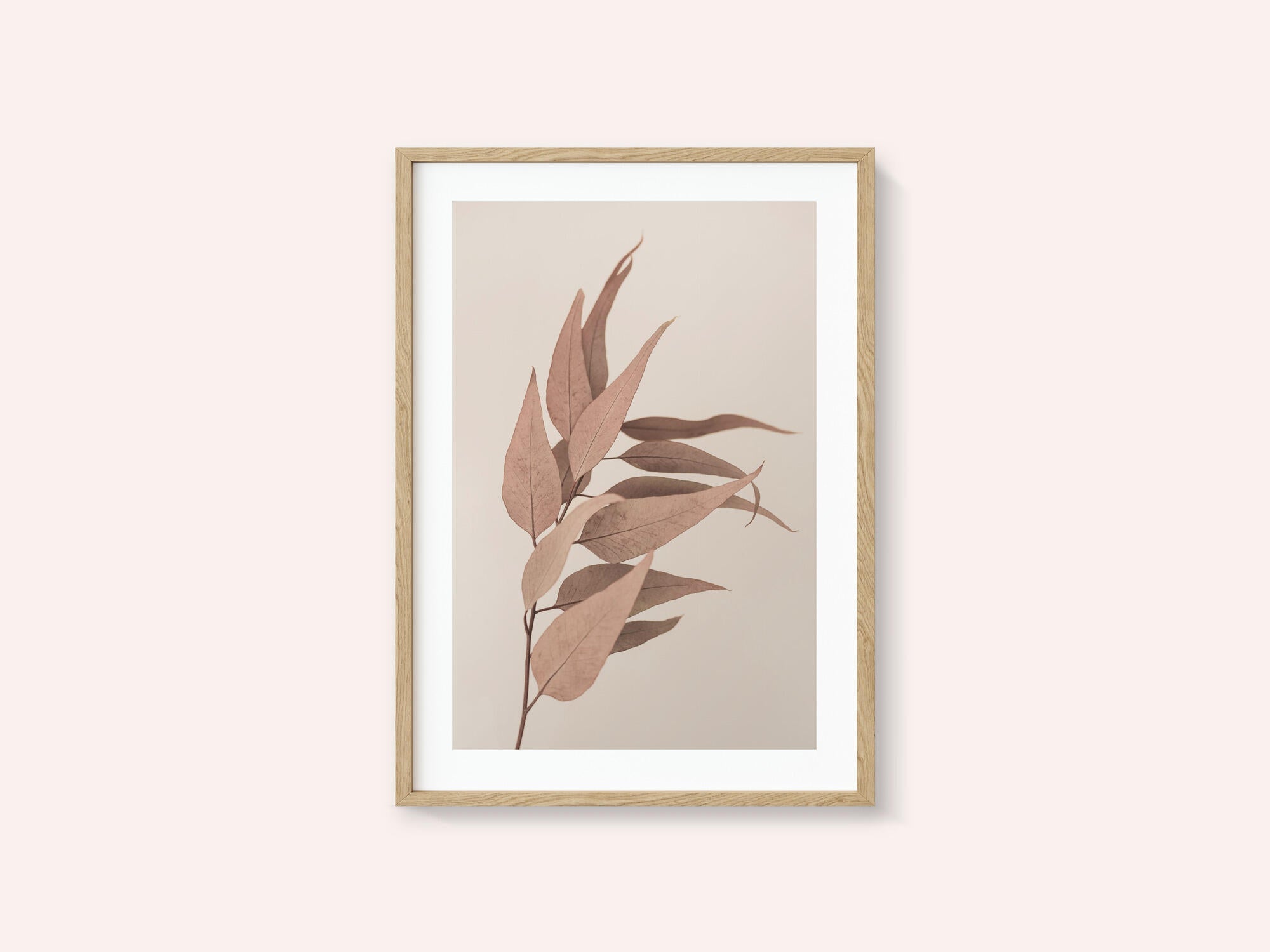 Dried Eucalyptus