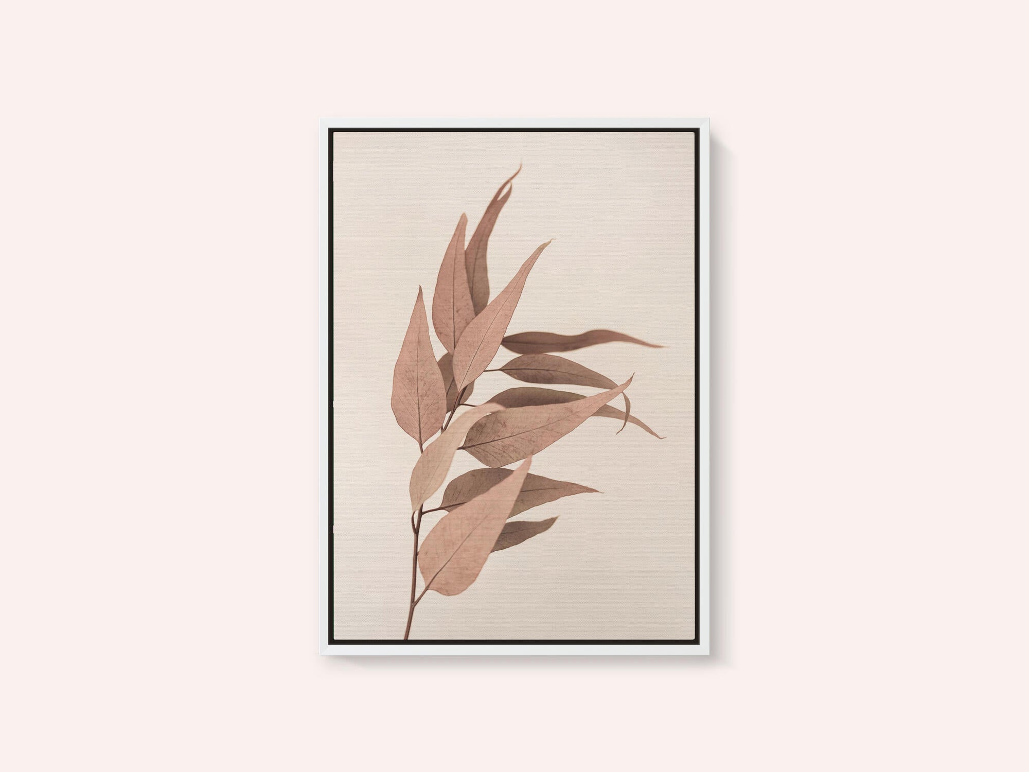 Dried Eucalyptus