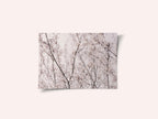 Spring blossoms