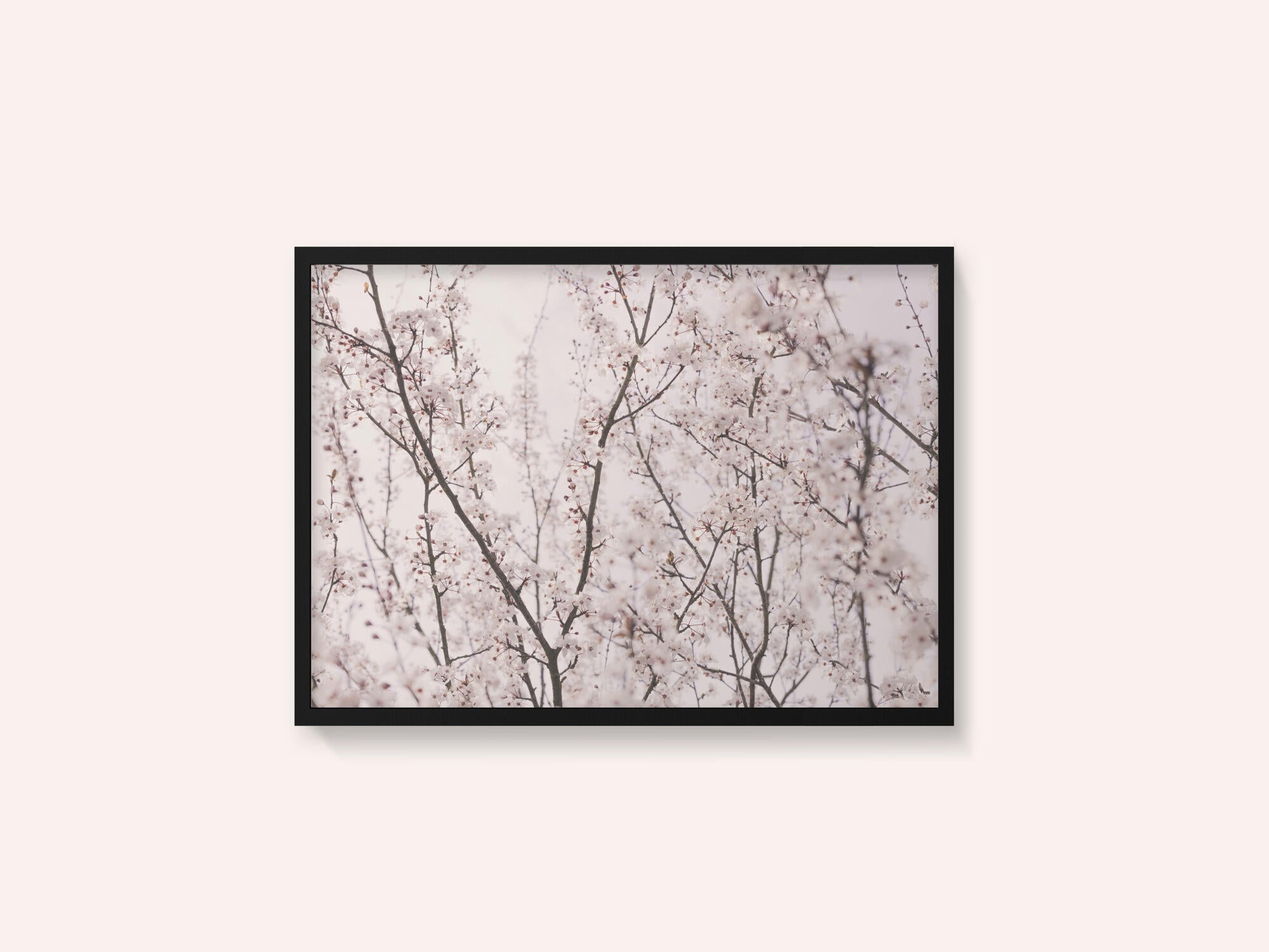 Spring blossoms