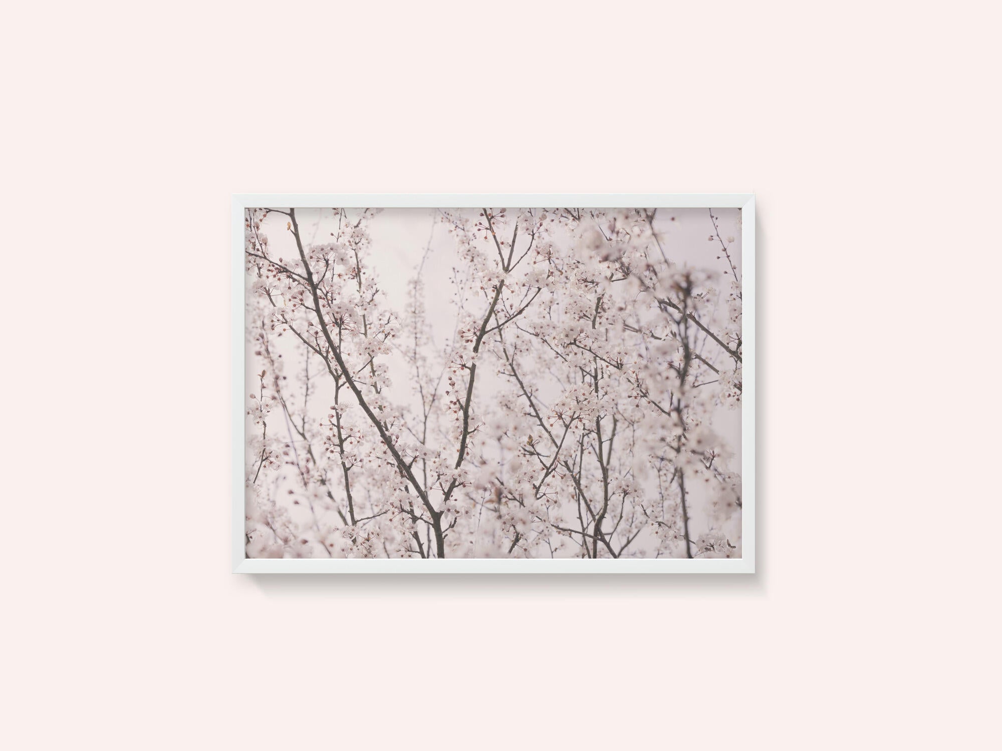 Spring blossoms