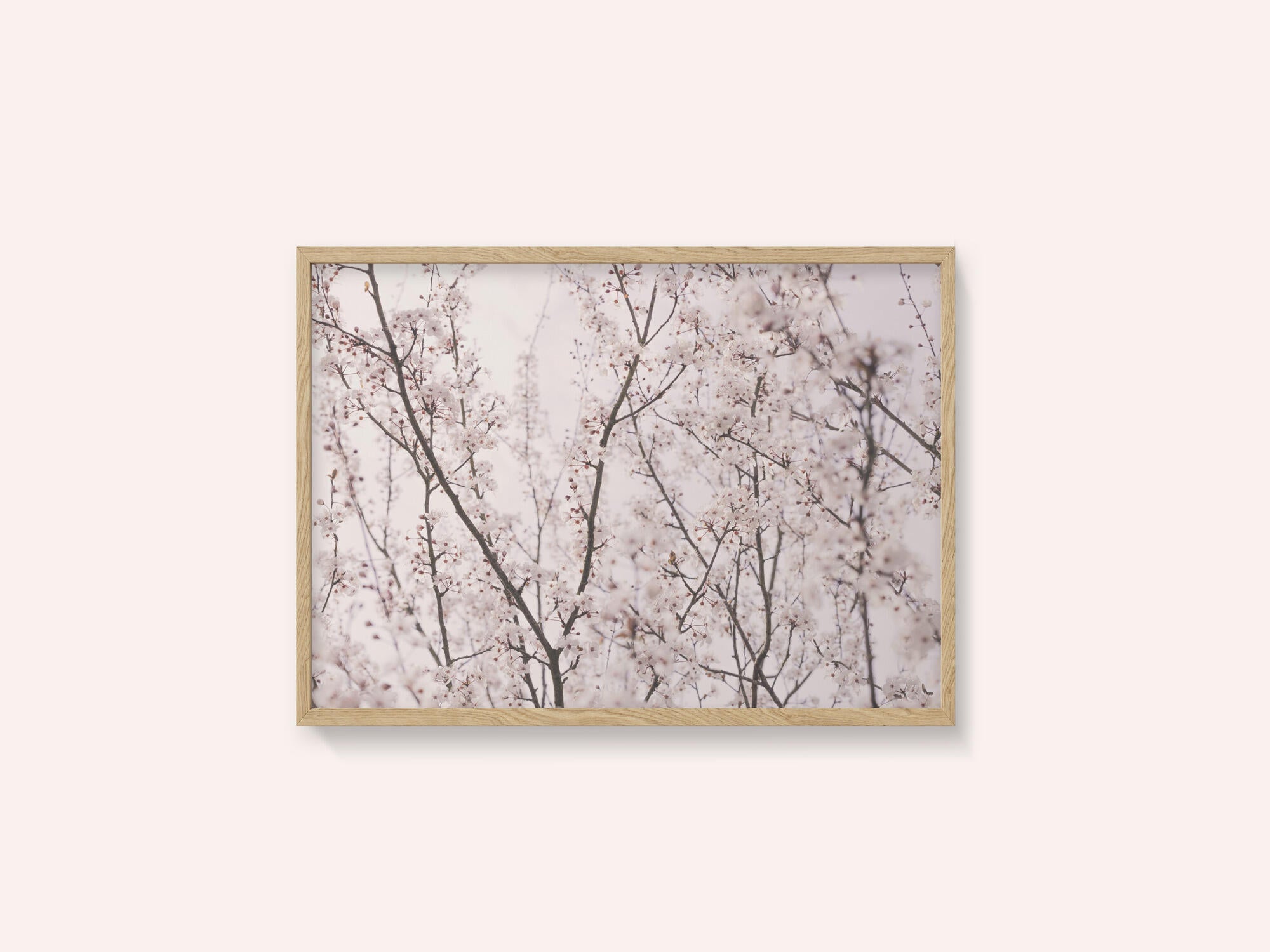 Spring blossoms
