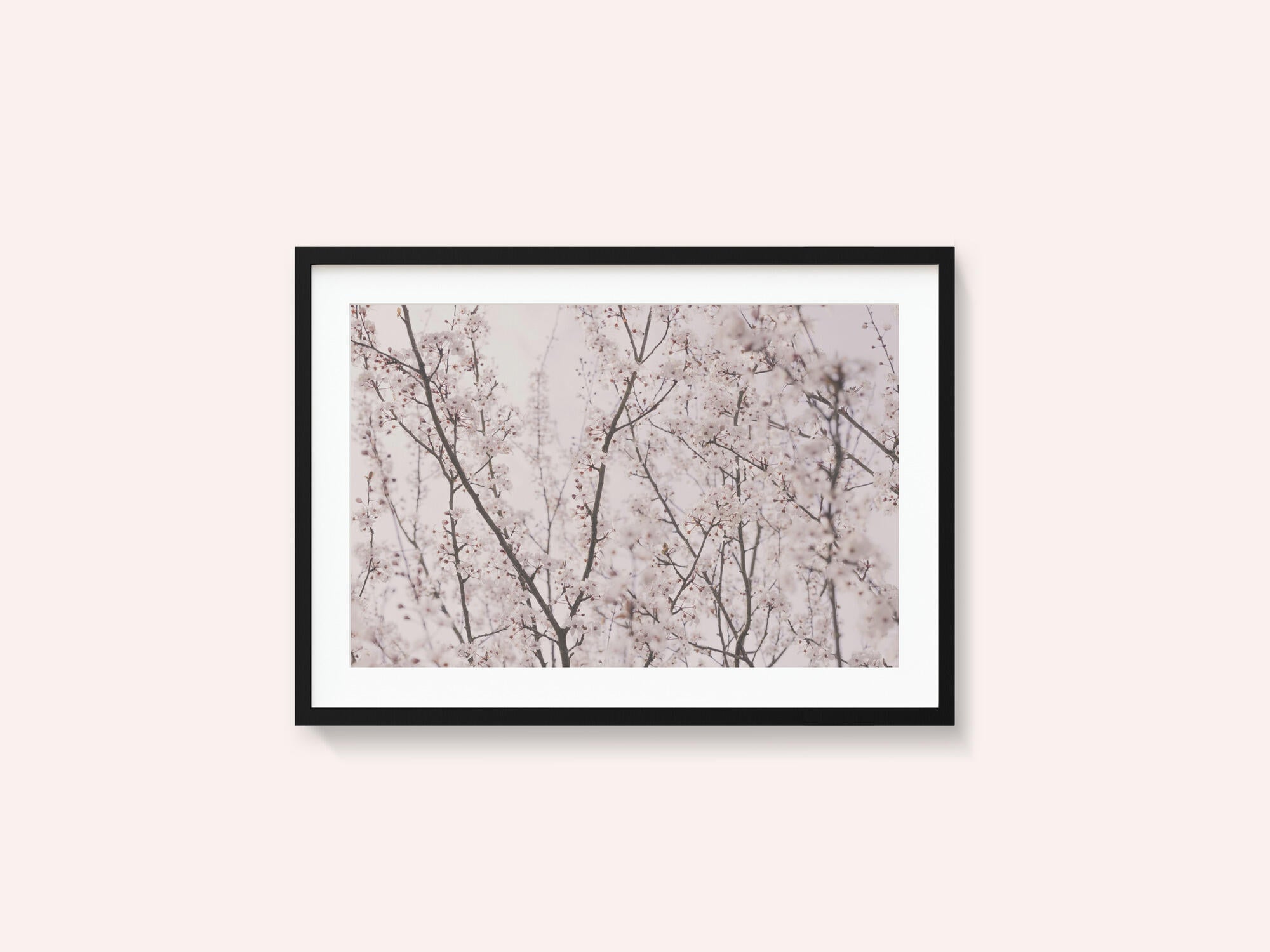 Spring blossoms