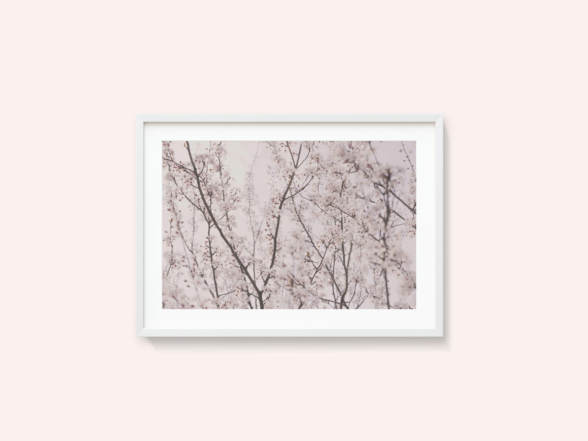Spring blossoms
