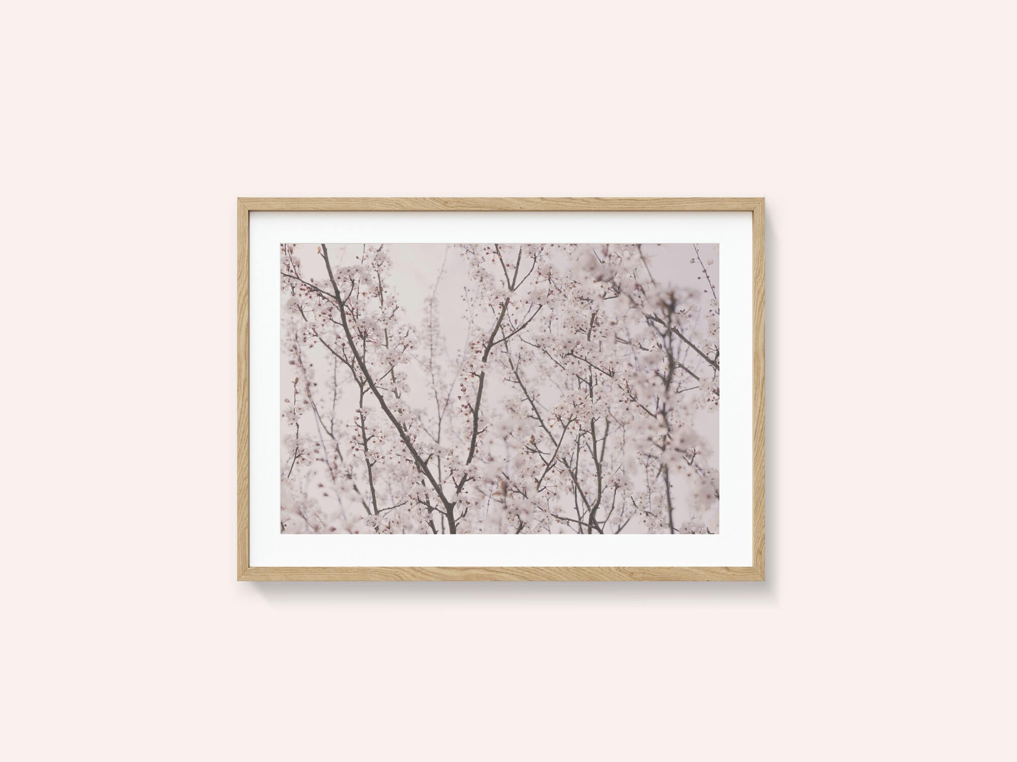 Spring blossoms