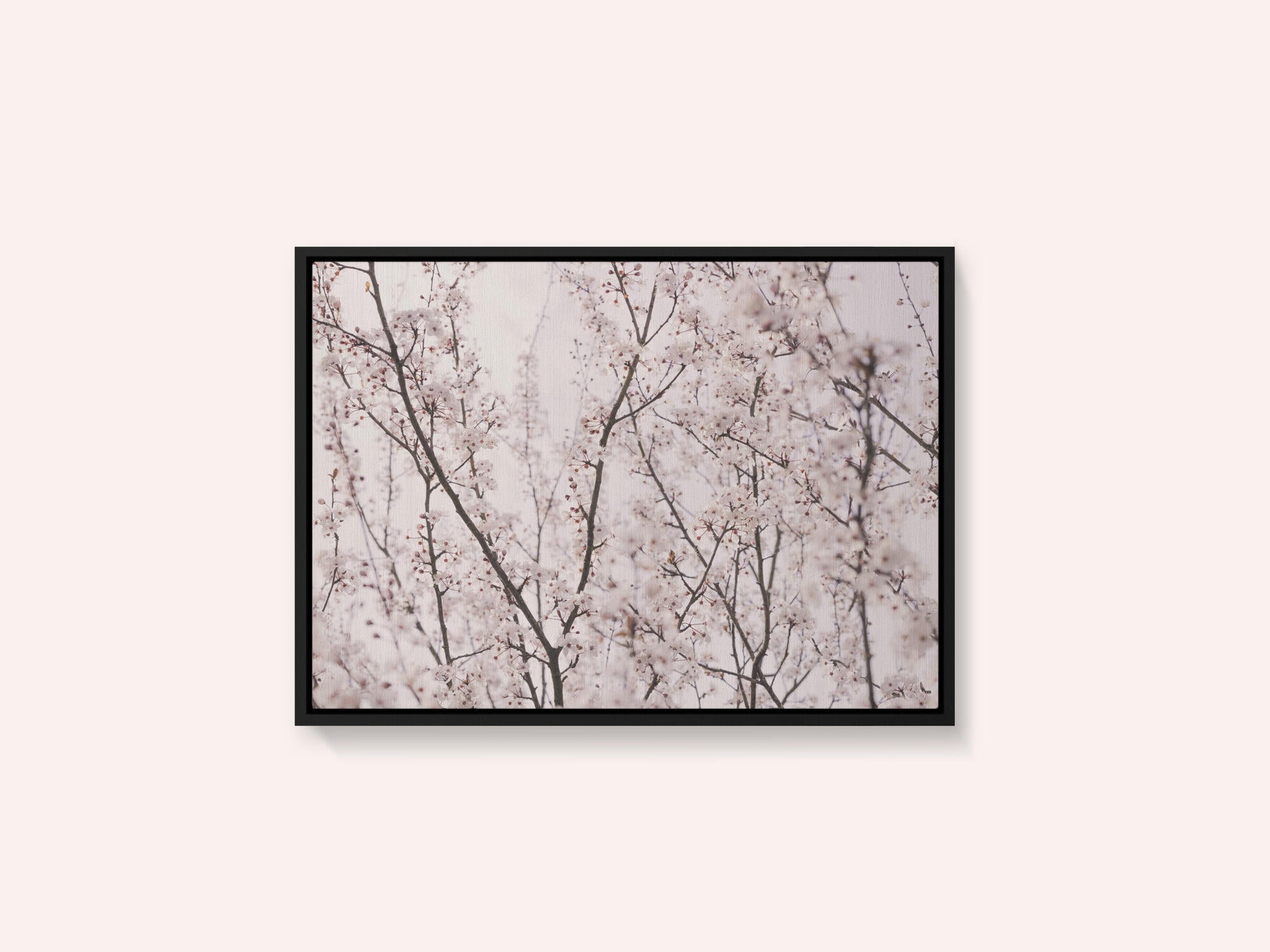 Spring blossoms