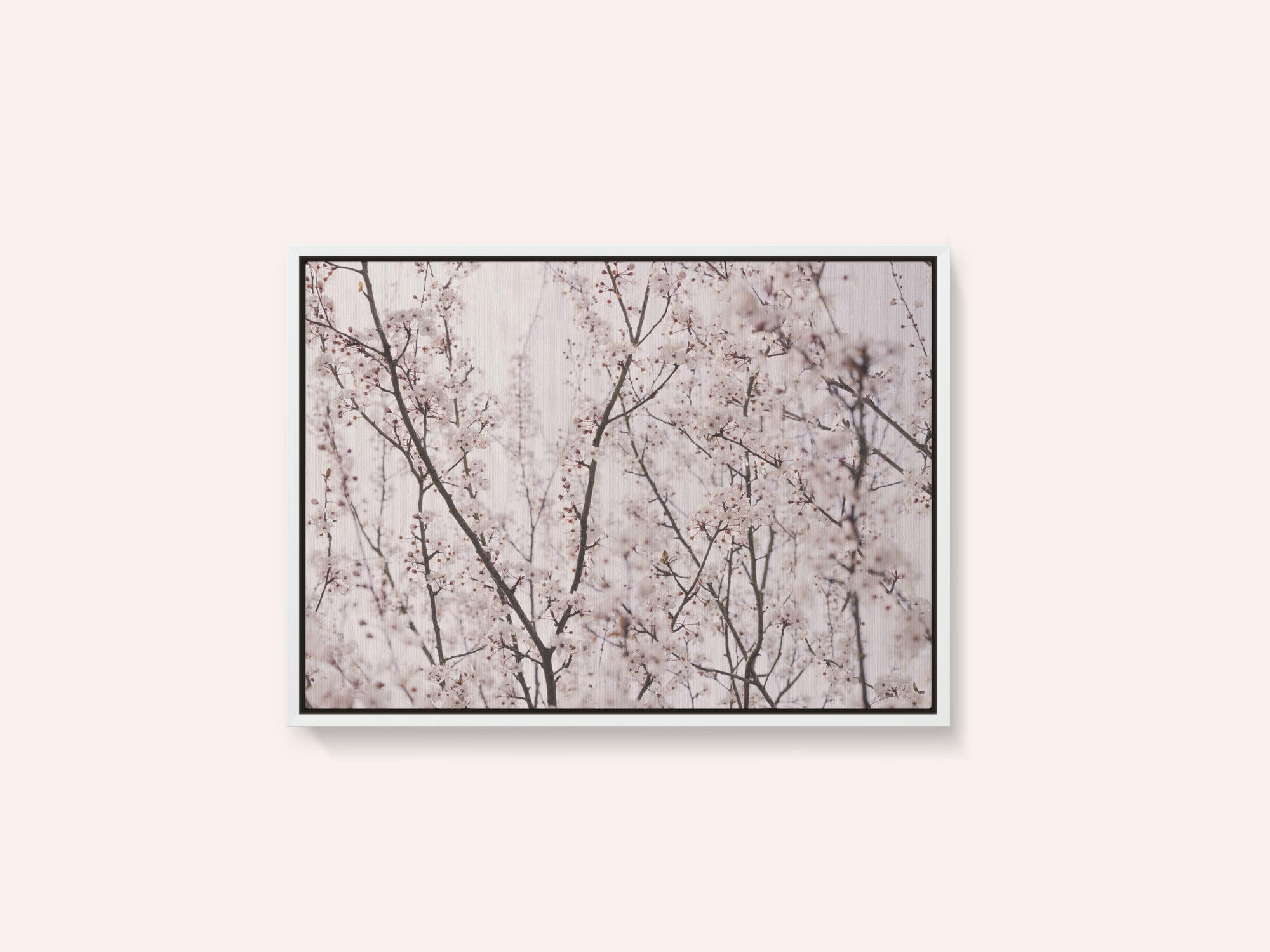 Spring blossoms