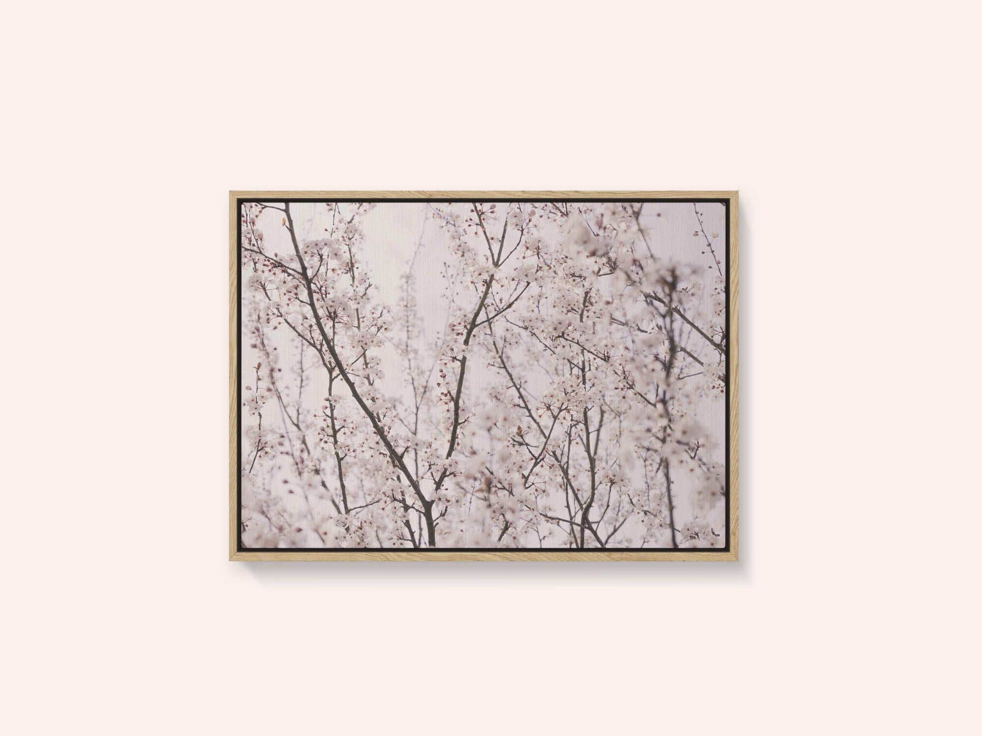 Spring blossoms