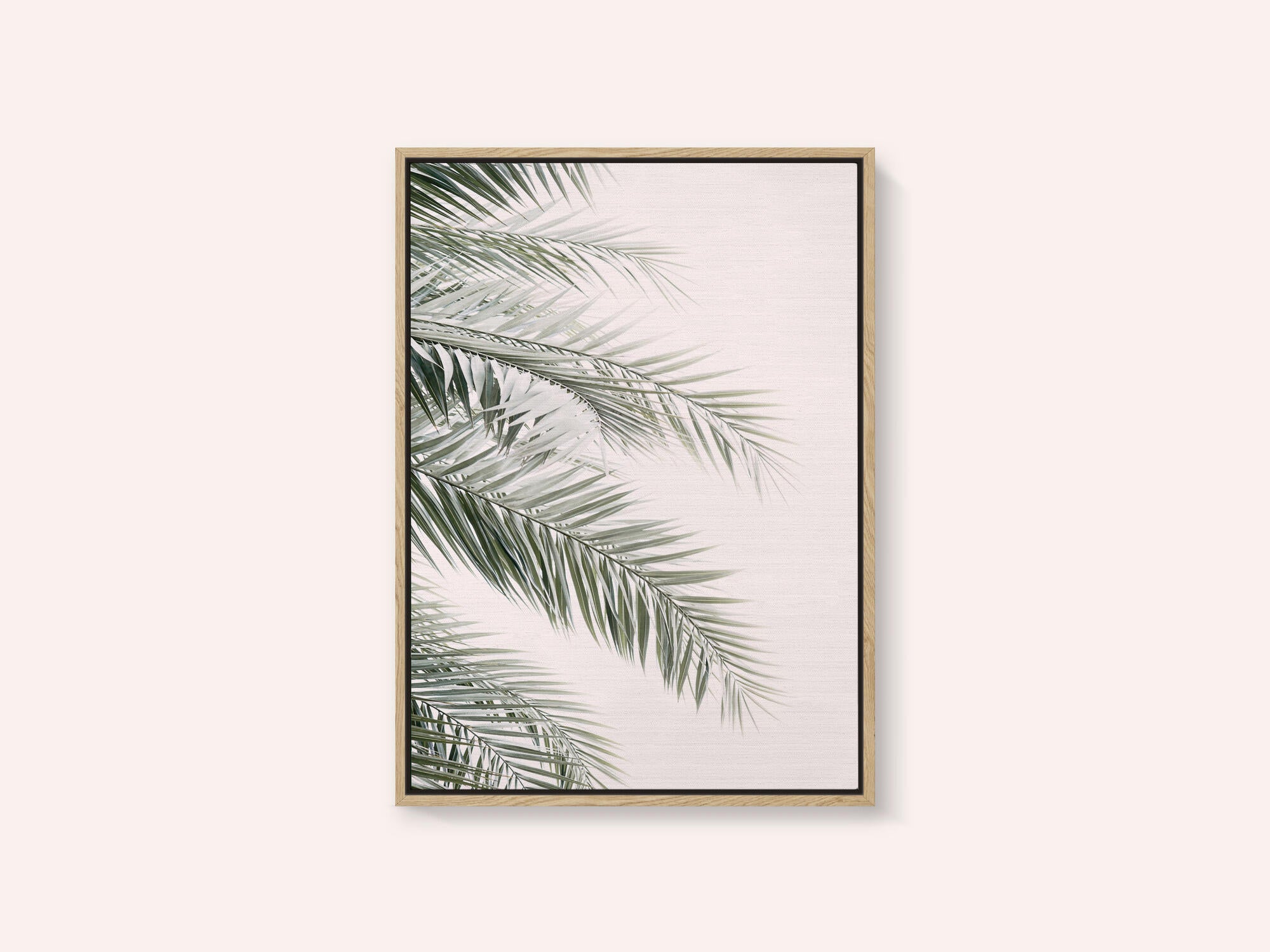 Blush Palm Leaves
