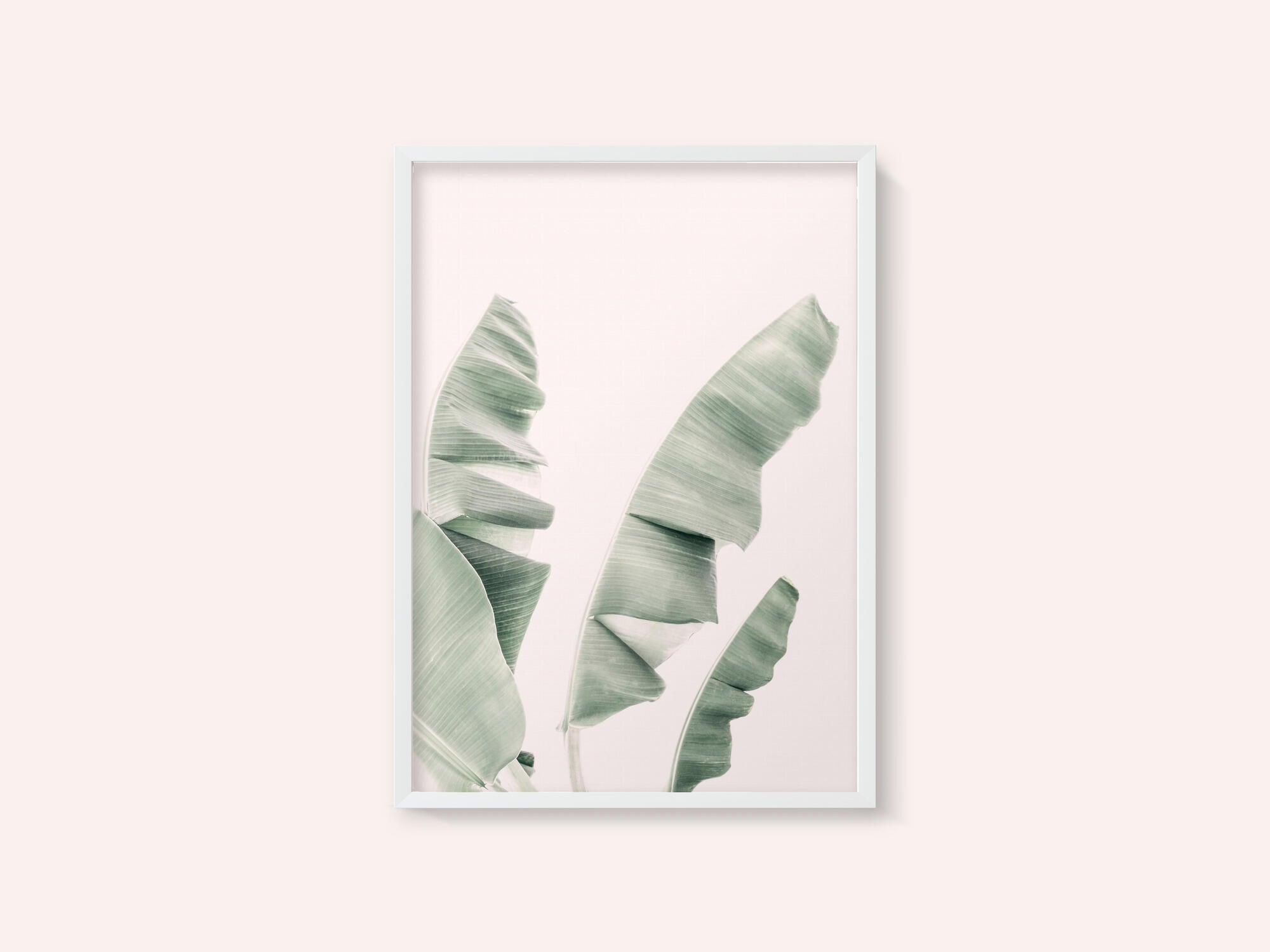 Blush Banana Leaves