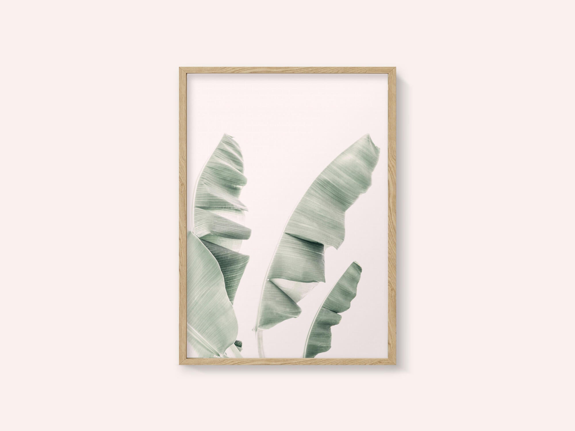 Blush Banana Leaves