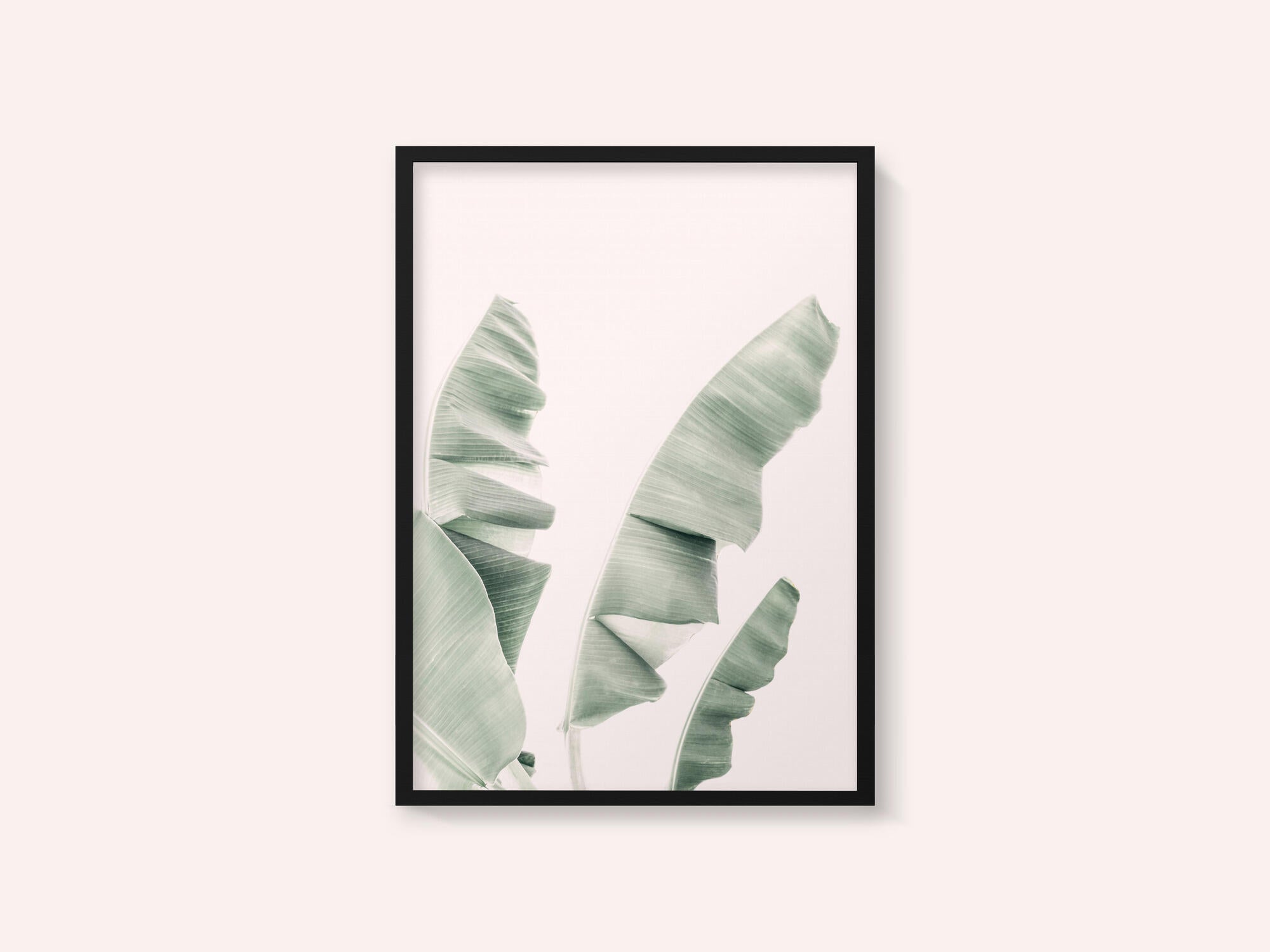 Blush Banana Leaves