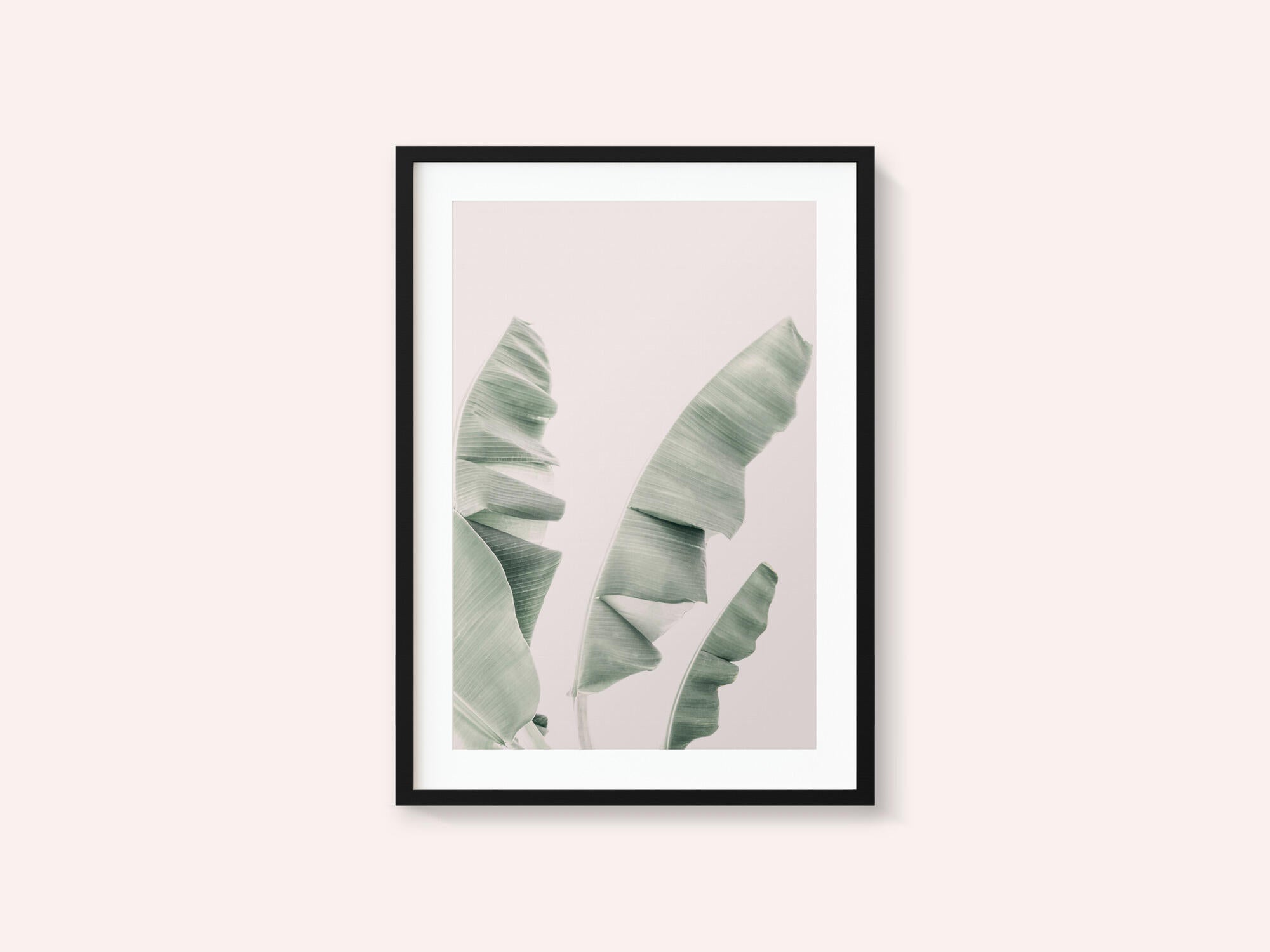Blush Banana Leaves