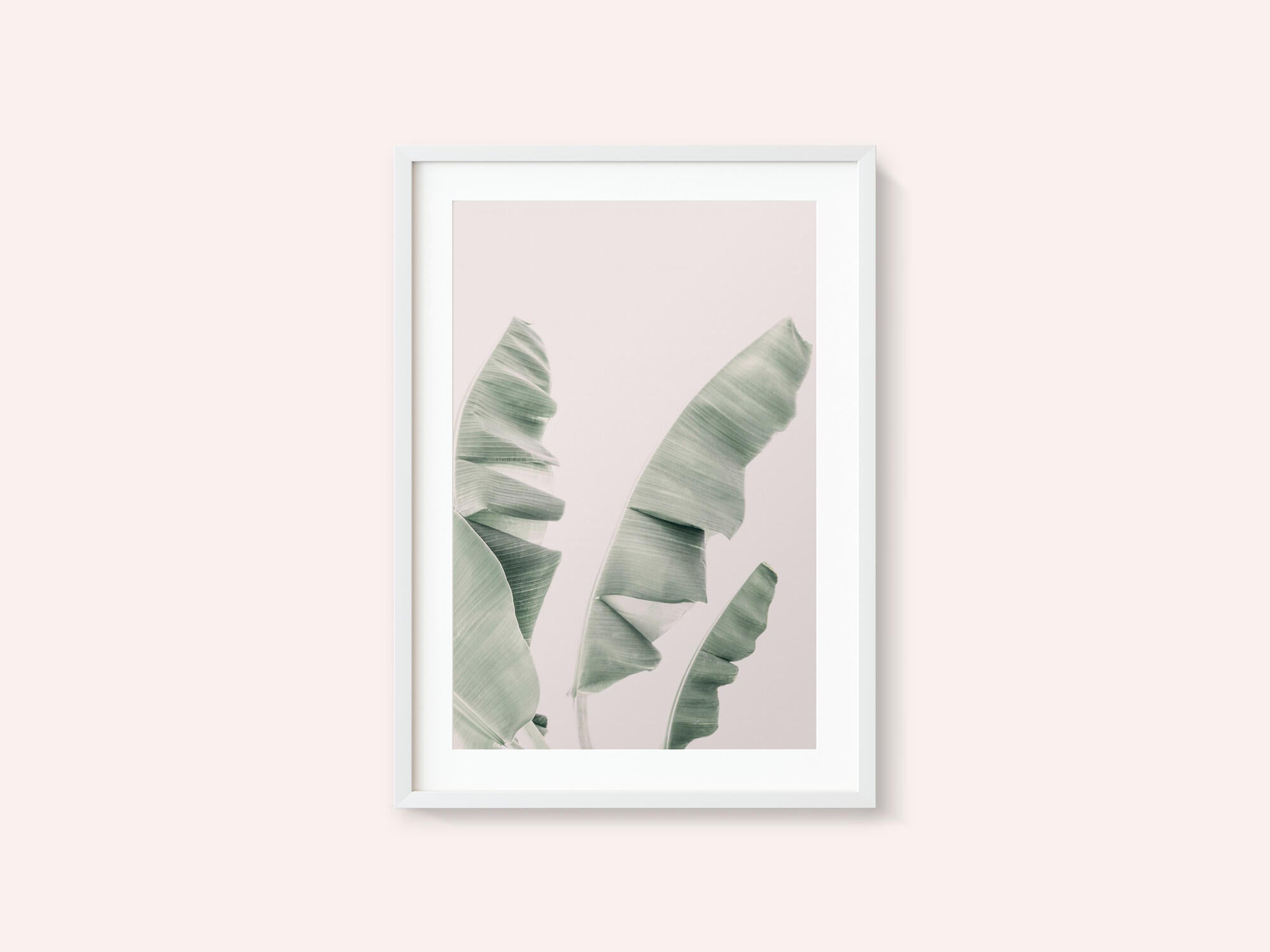 Blush Banana Leaves