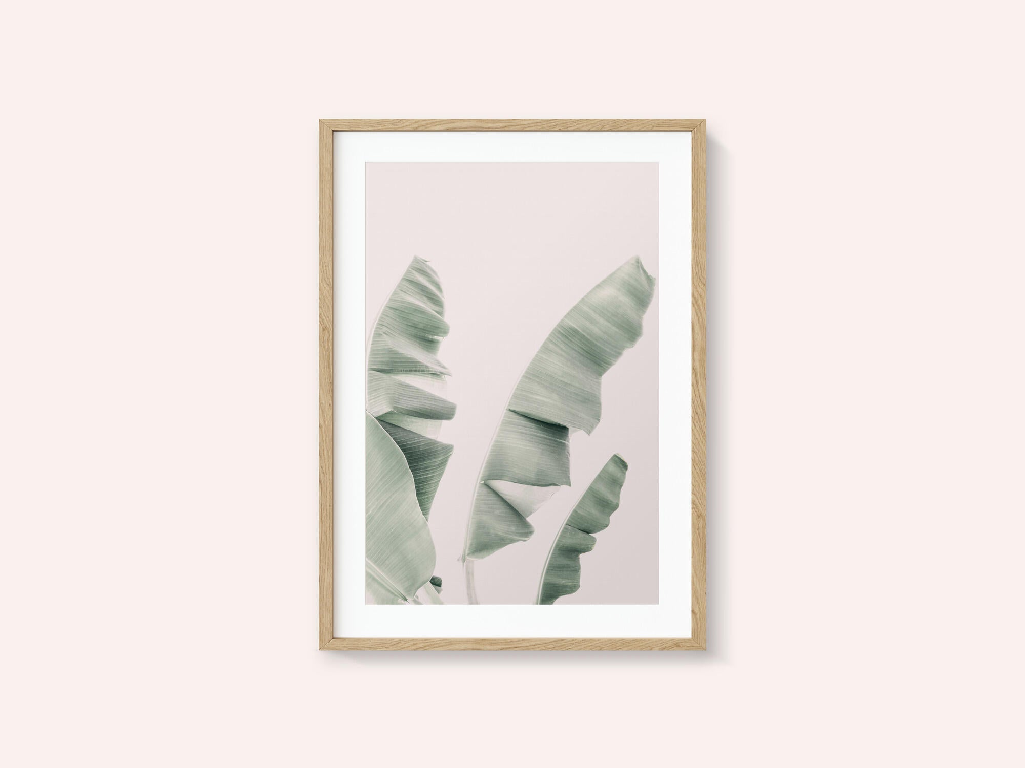Blush Banana Leaves