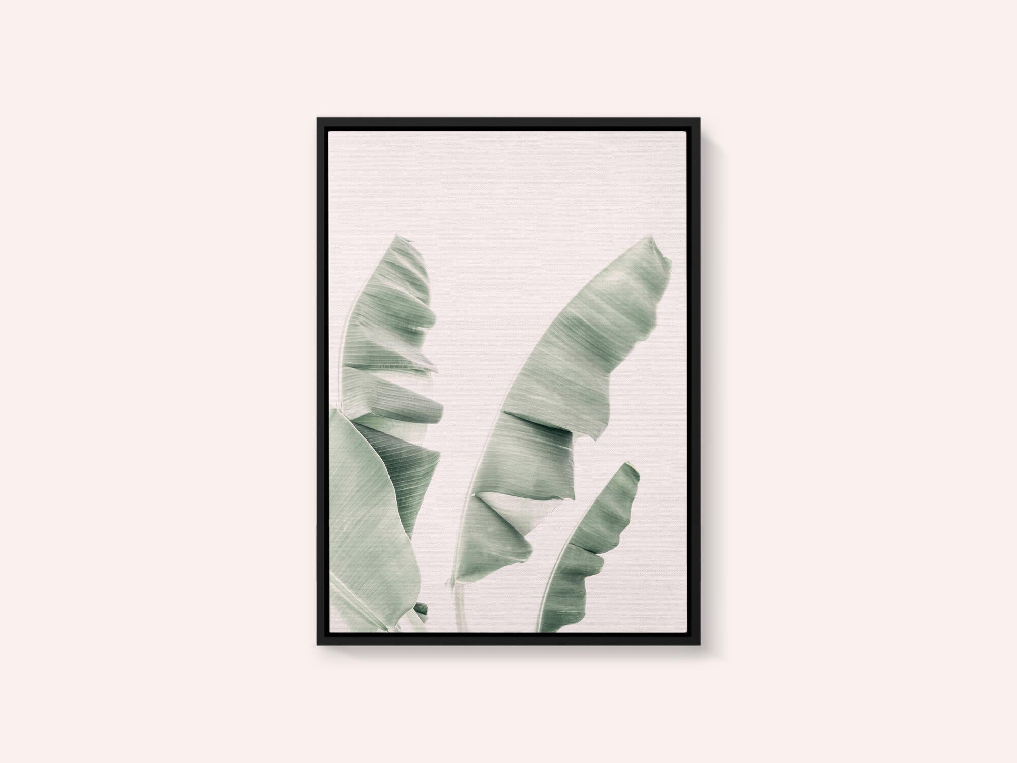 Blush Banana Leaves