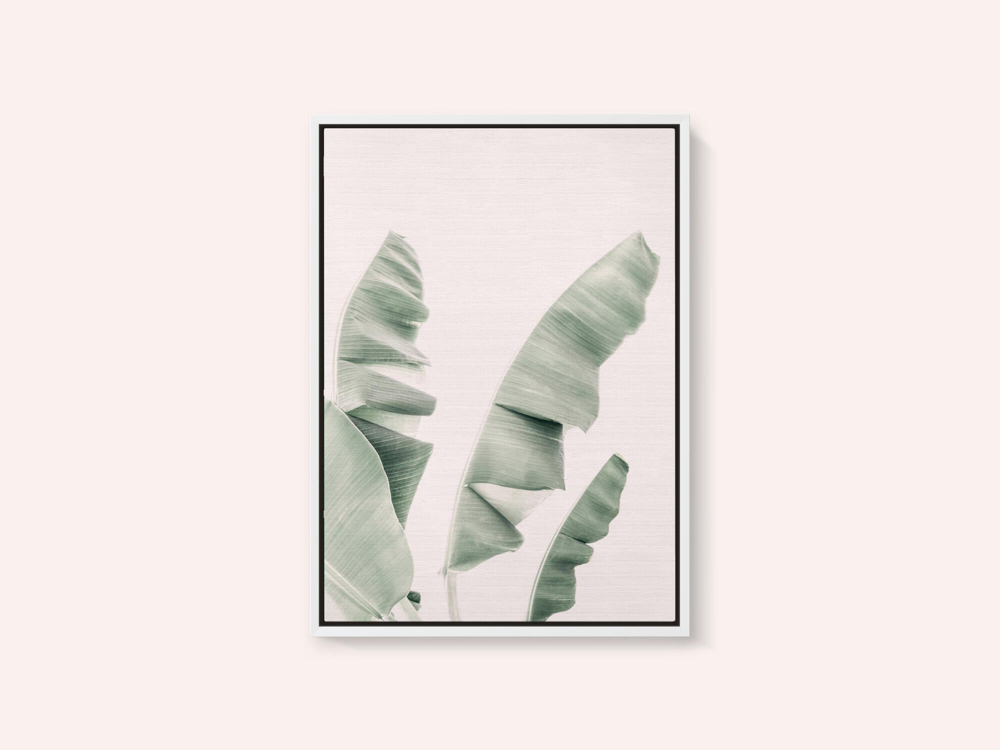Blush Banana Leaves