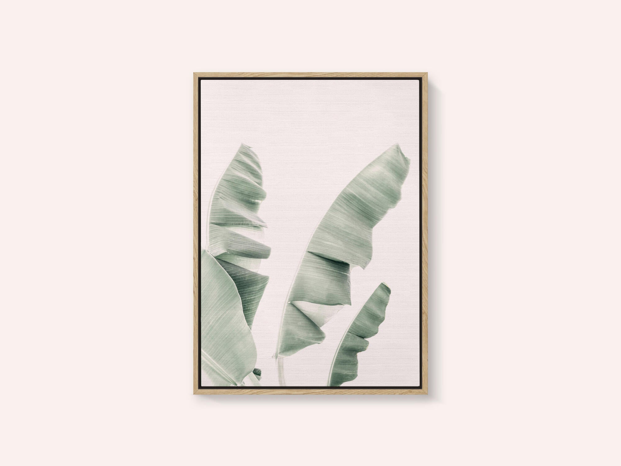 Blush Banana Leaves