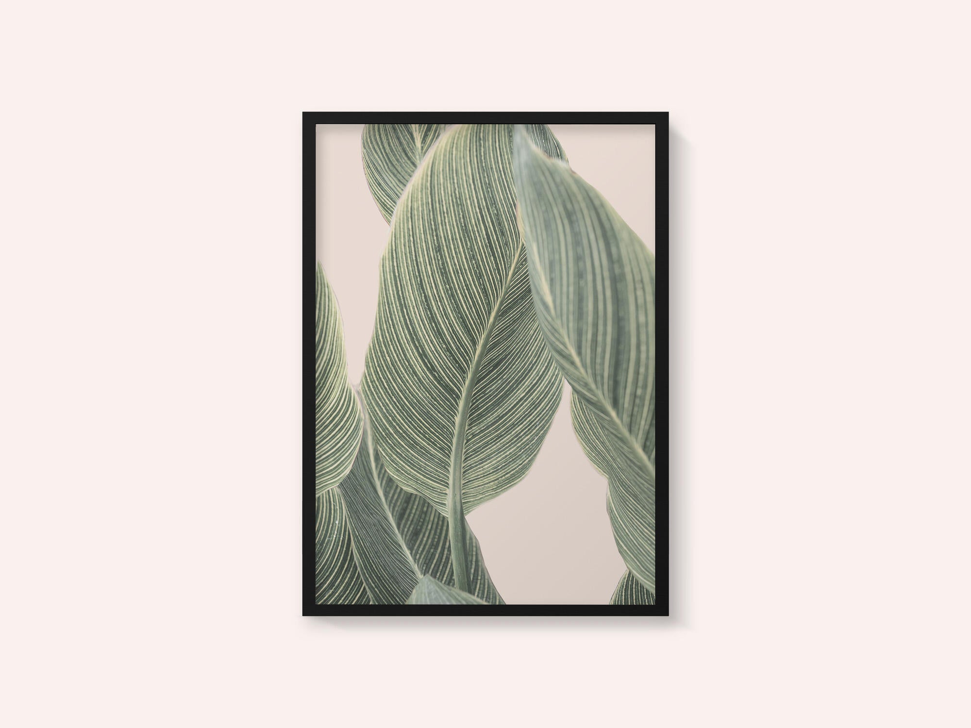 Calla Leaf
