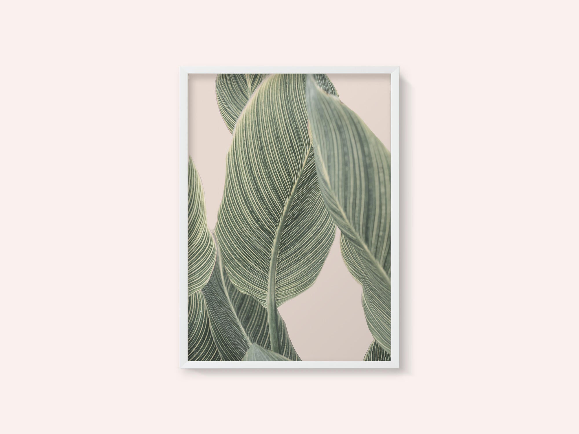 Calla Leaf